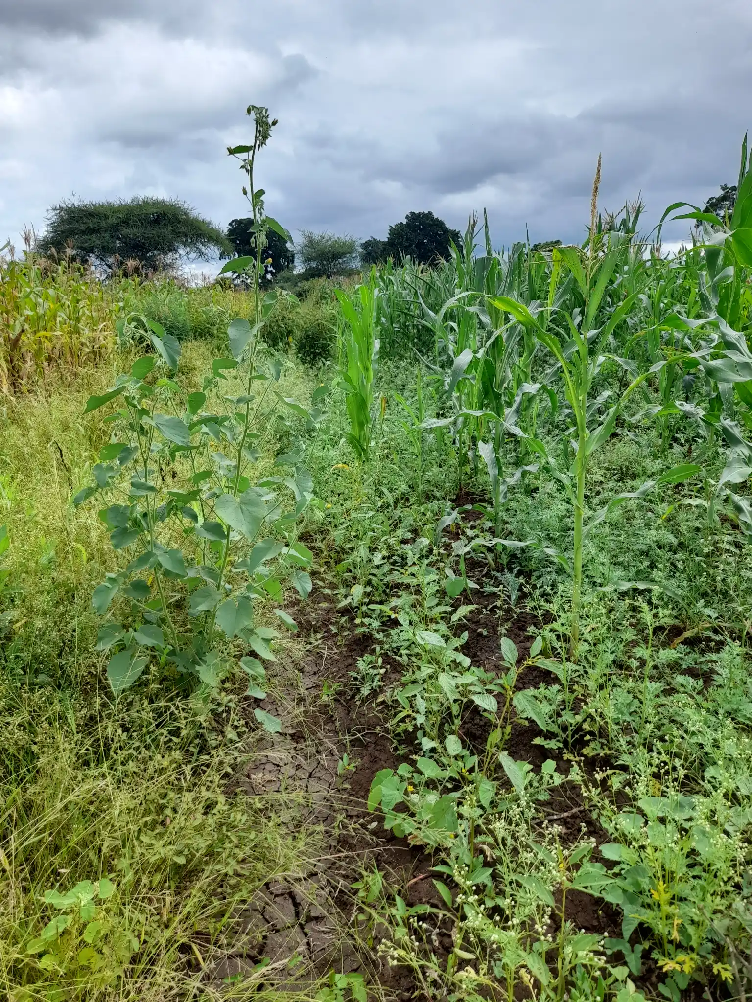 Shamba zuri la ekari 1.2 Olodenderit