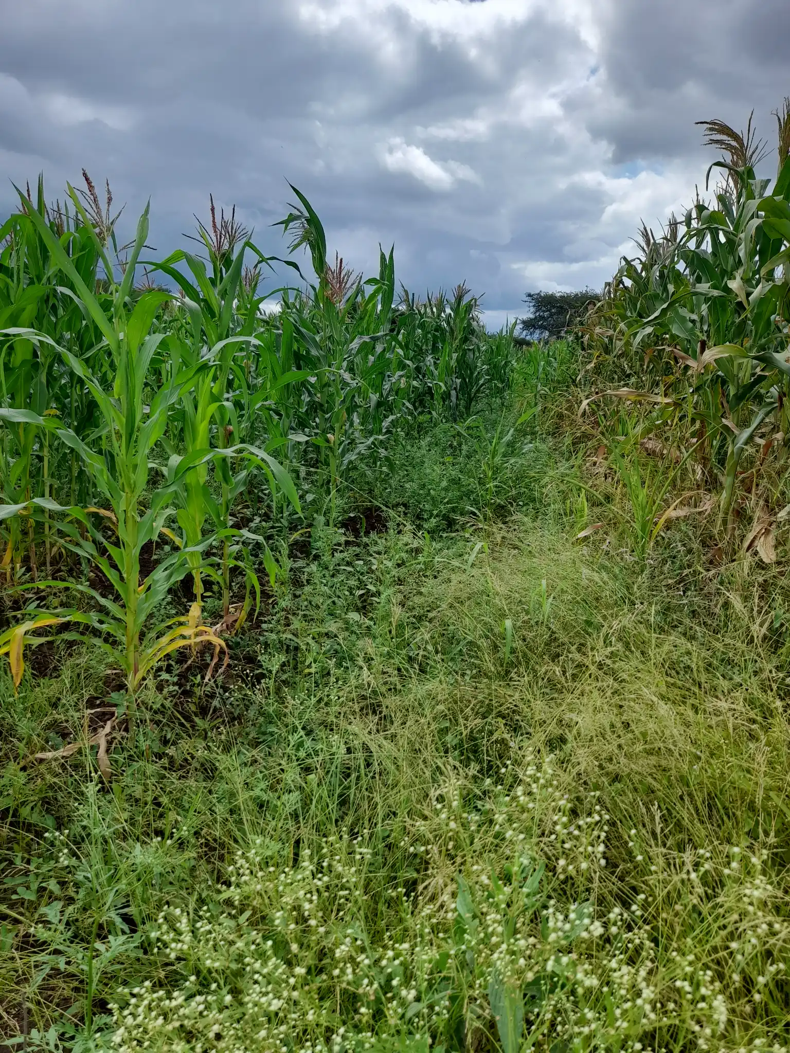 Shamba zuri la ekari 1.2 Olodenderit