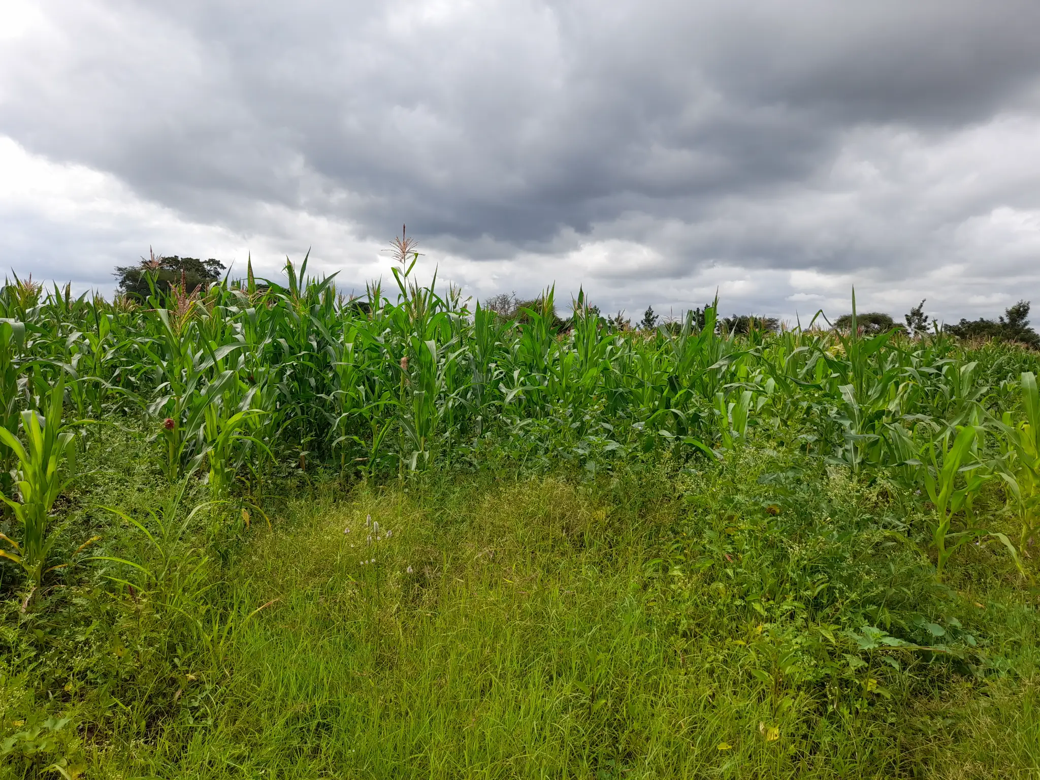 Shamba zuri la ekari 1.2 Olodenderit