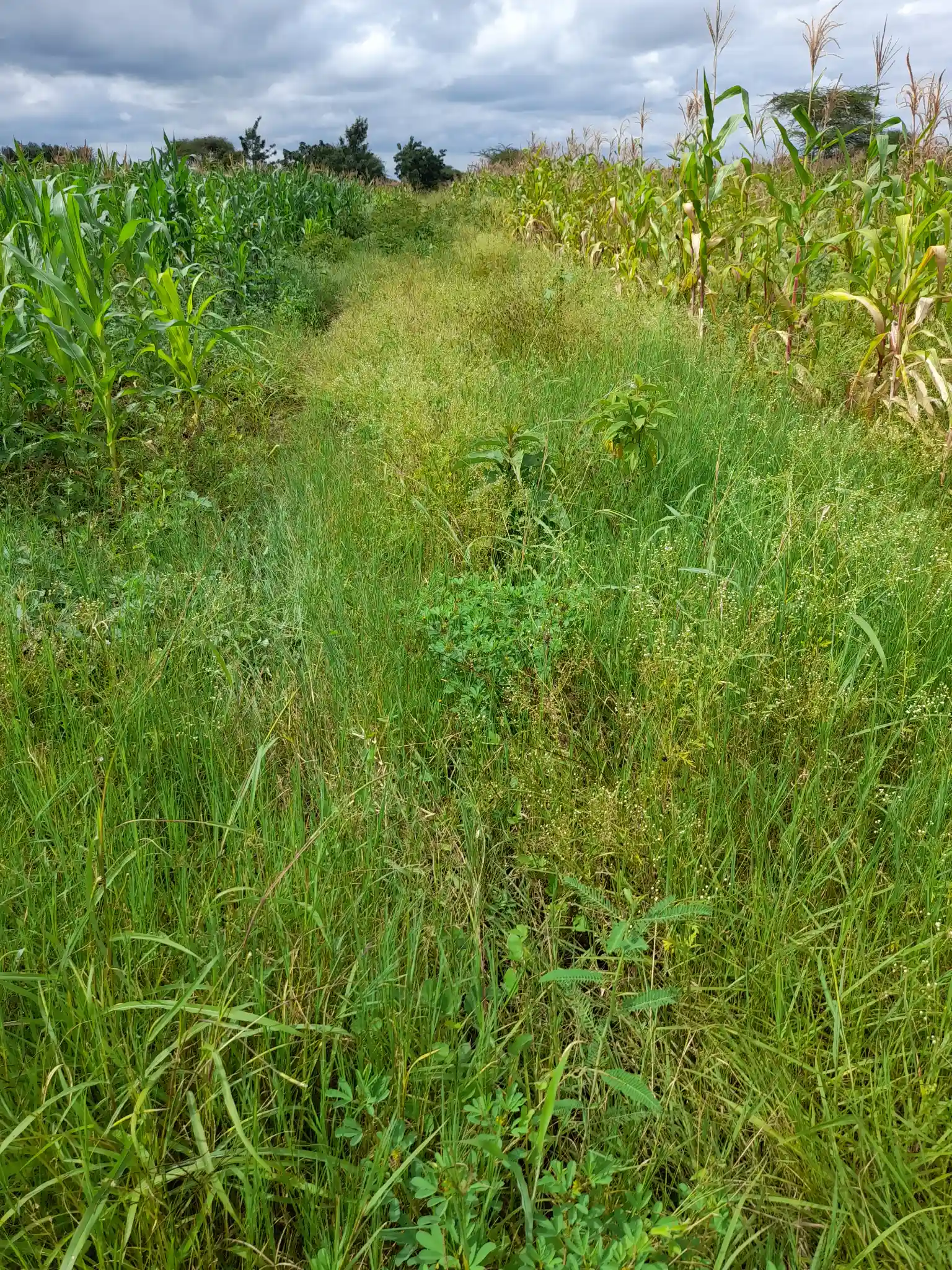 Shamba zuri la ekari 1.2 Olodenderit