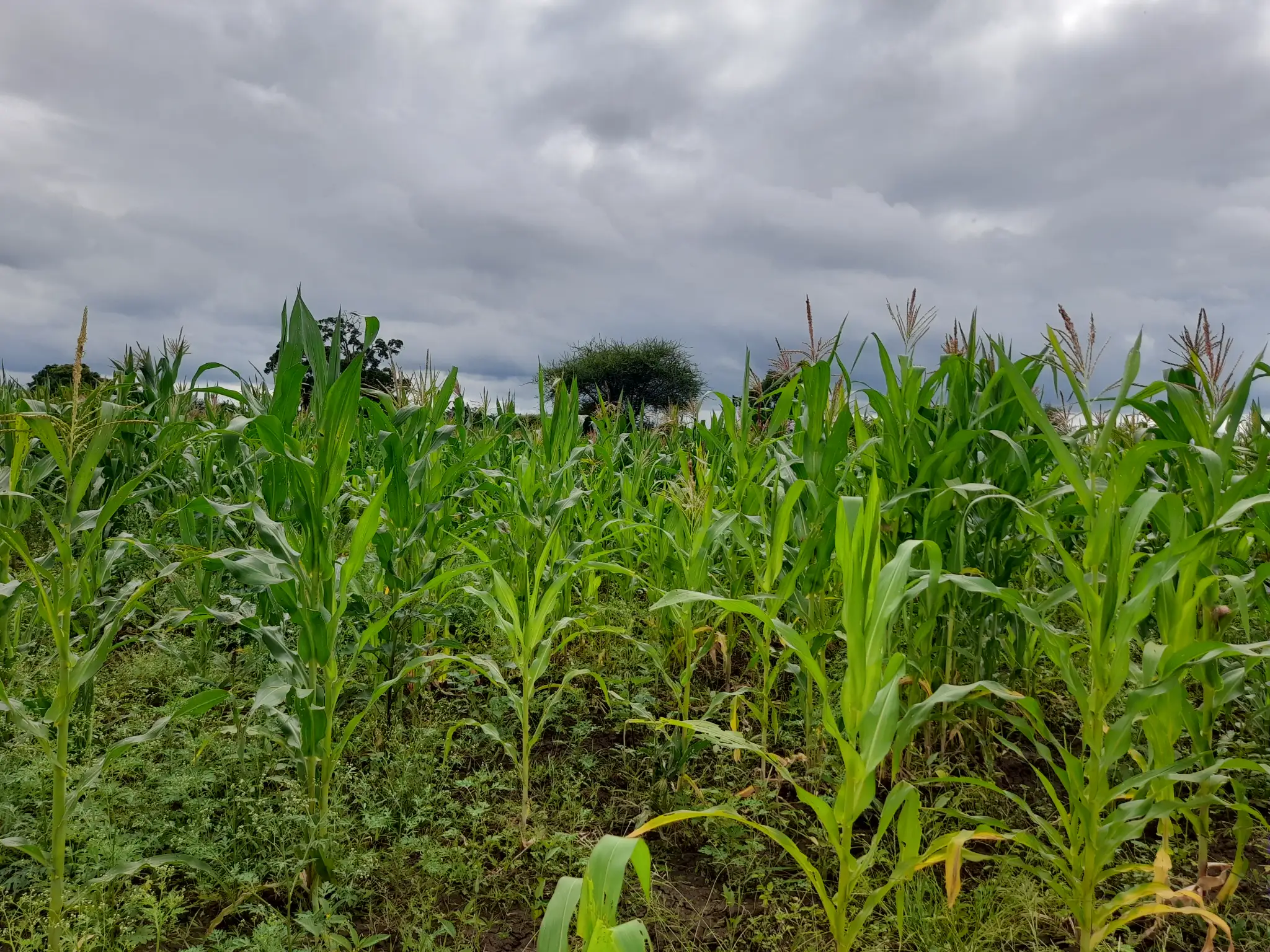 Shamba zuri la ekari 1.2 Olodenderit