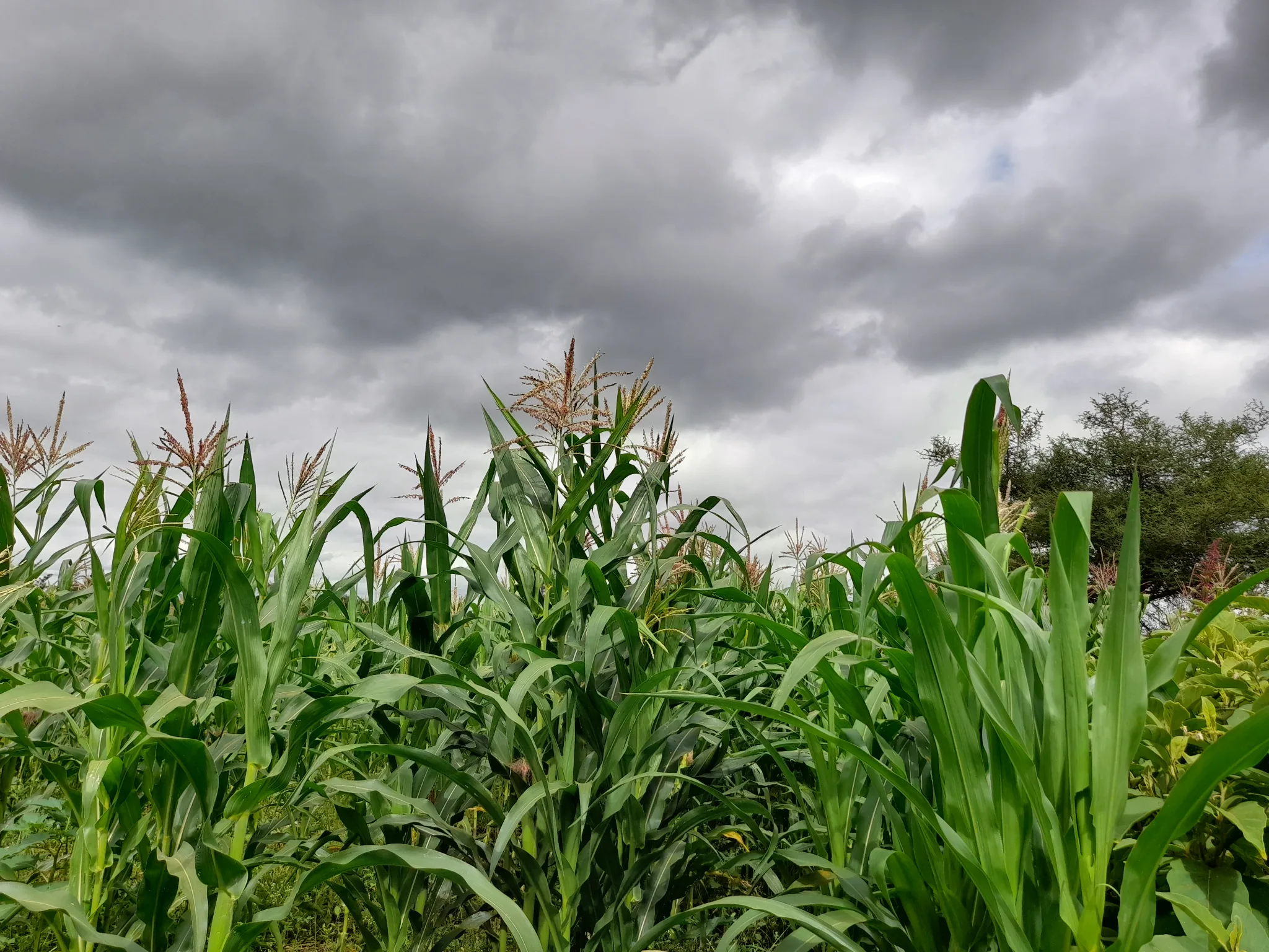 Shamba zuri la ekari 1.2 Olodenderit
