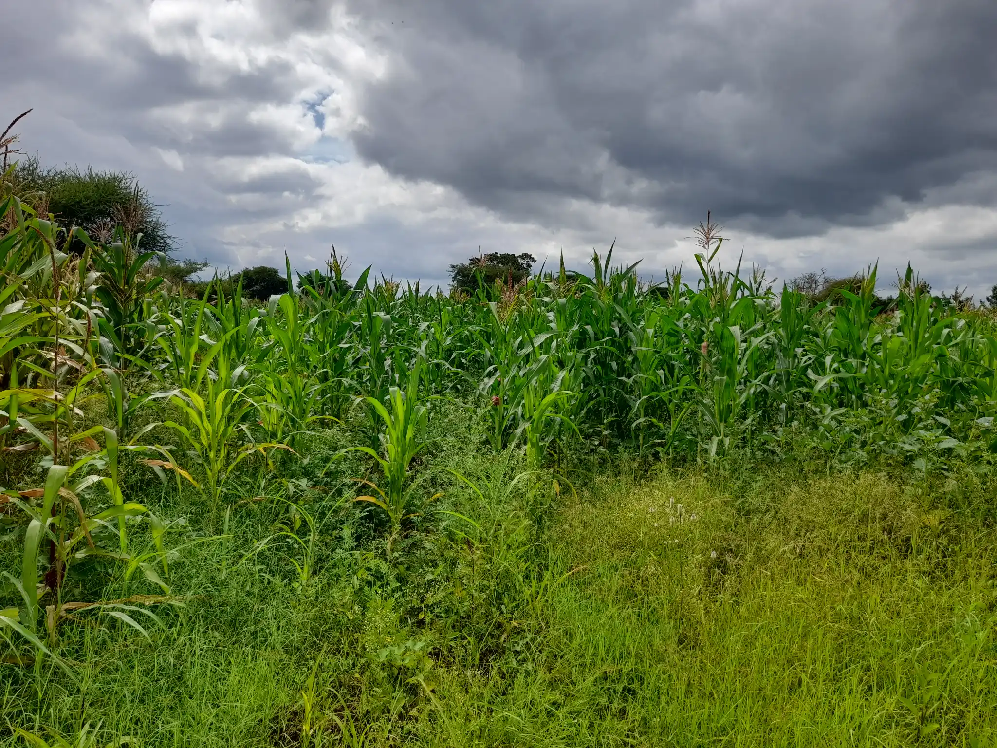 Shamba zuri la ekari 1.2 Olodenderit