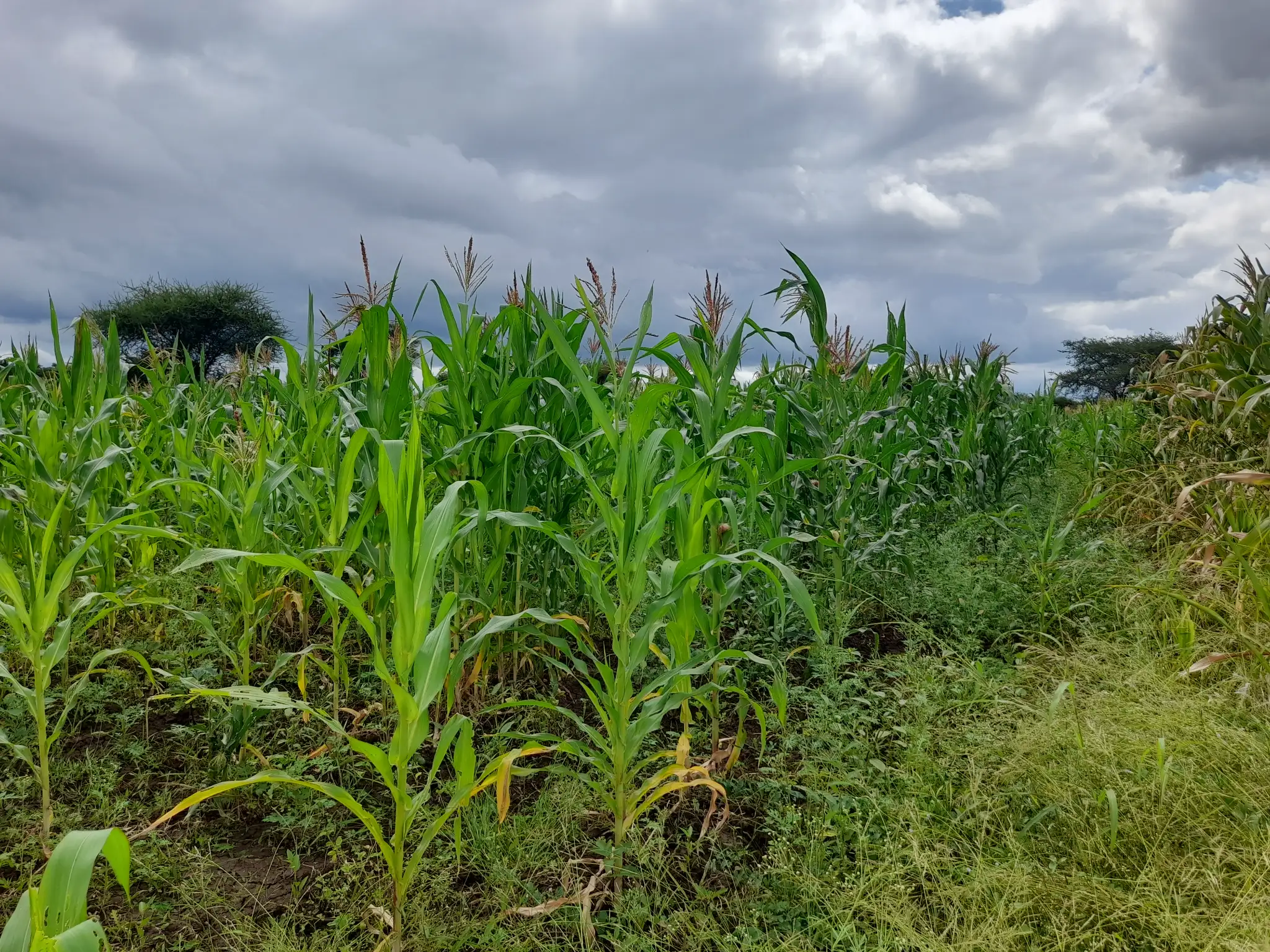 Shamba zuri la ekari 1.2 Olodenderit
