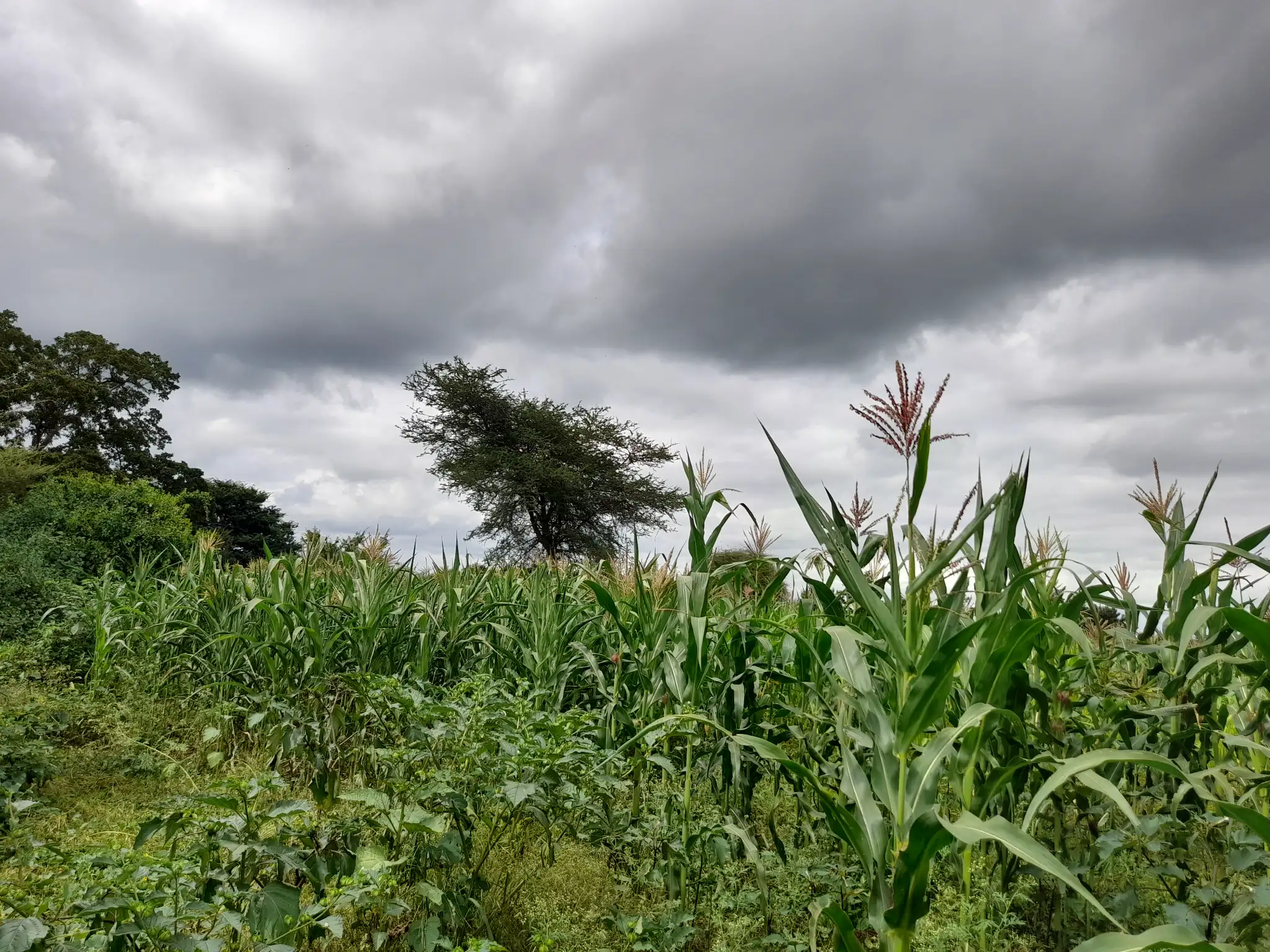 Shamba zuri la ekari 1.2 Olodenderit