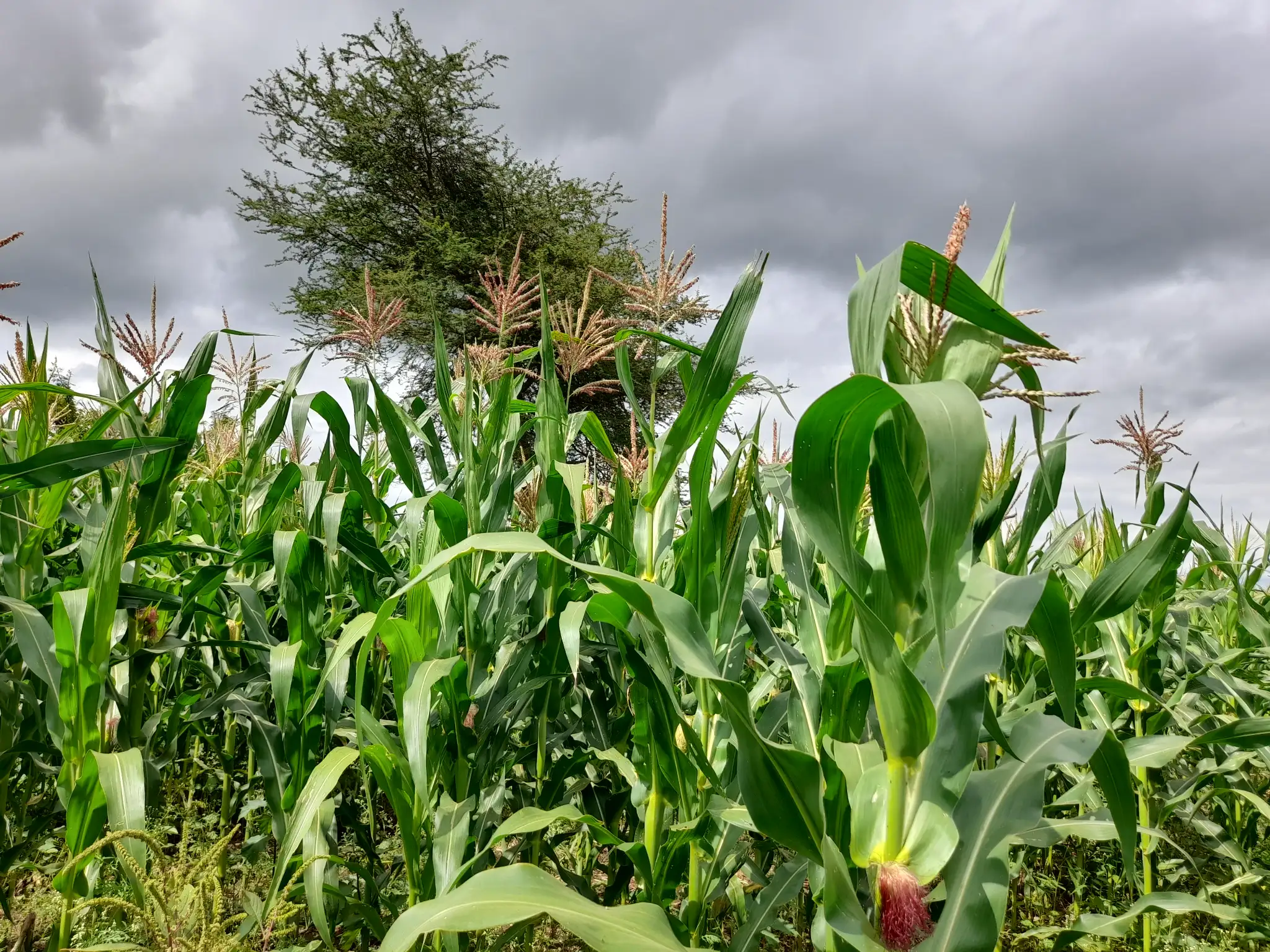 Shamba zuri la ekari 1.2 Olodenderit
