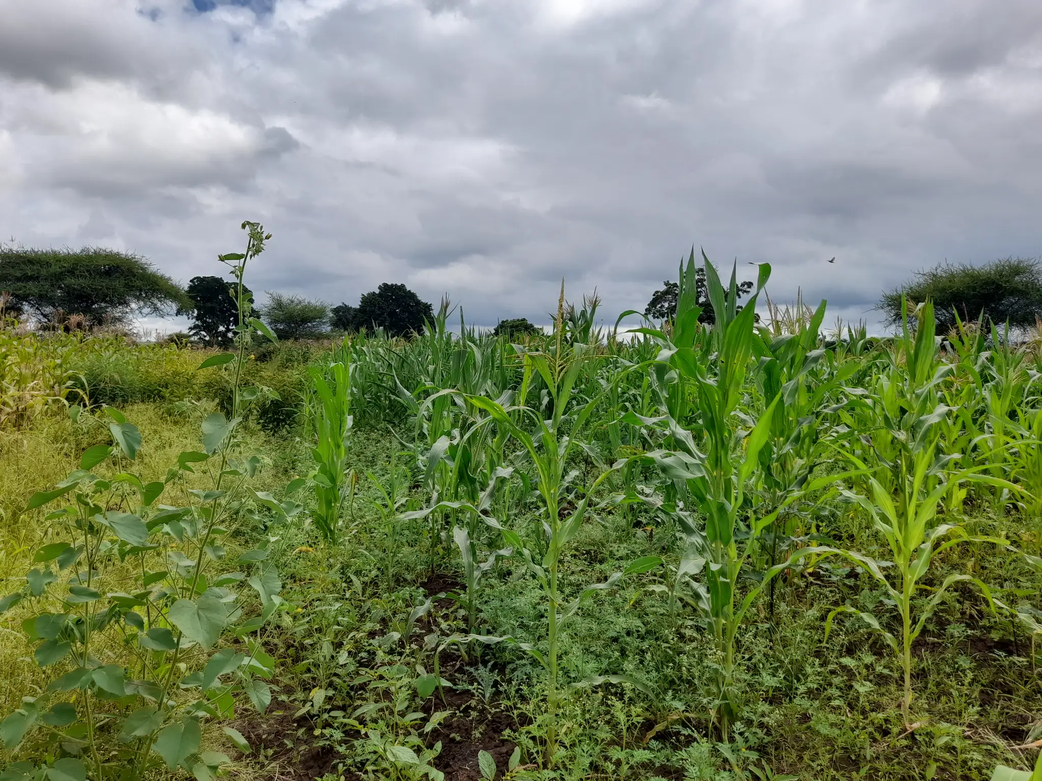 Shamba zuri la ekari 1.2 Olodenderit