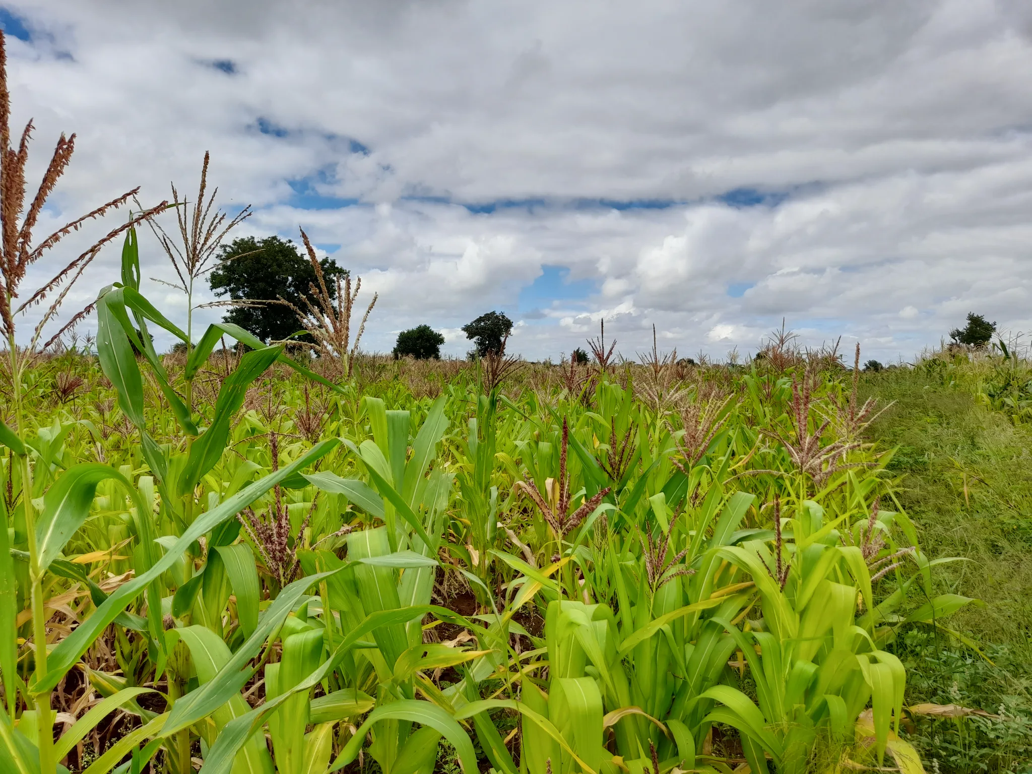 Shamba zuri la ekari 0.6 Olodenderit