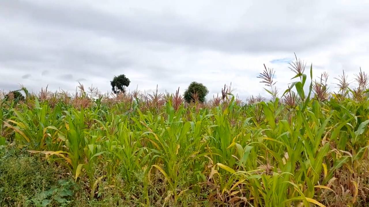 Shamba zuri la ekari 0.6 Olodenderit