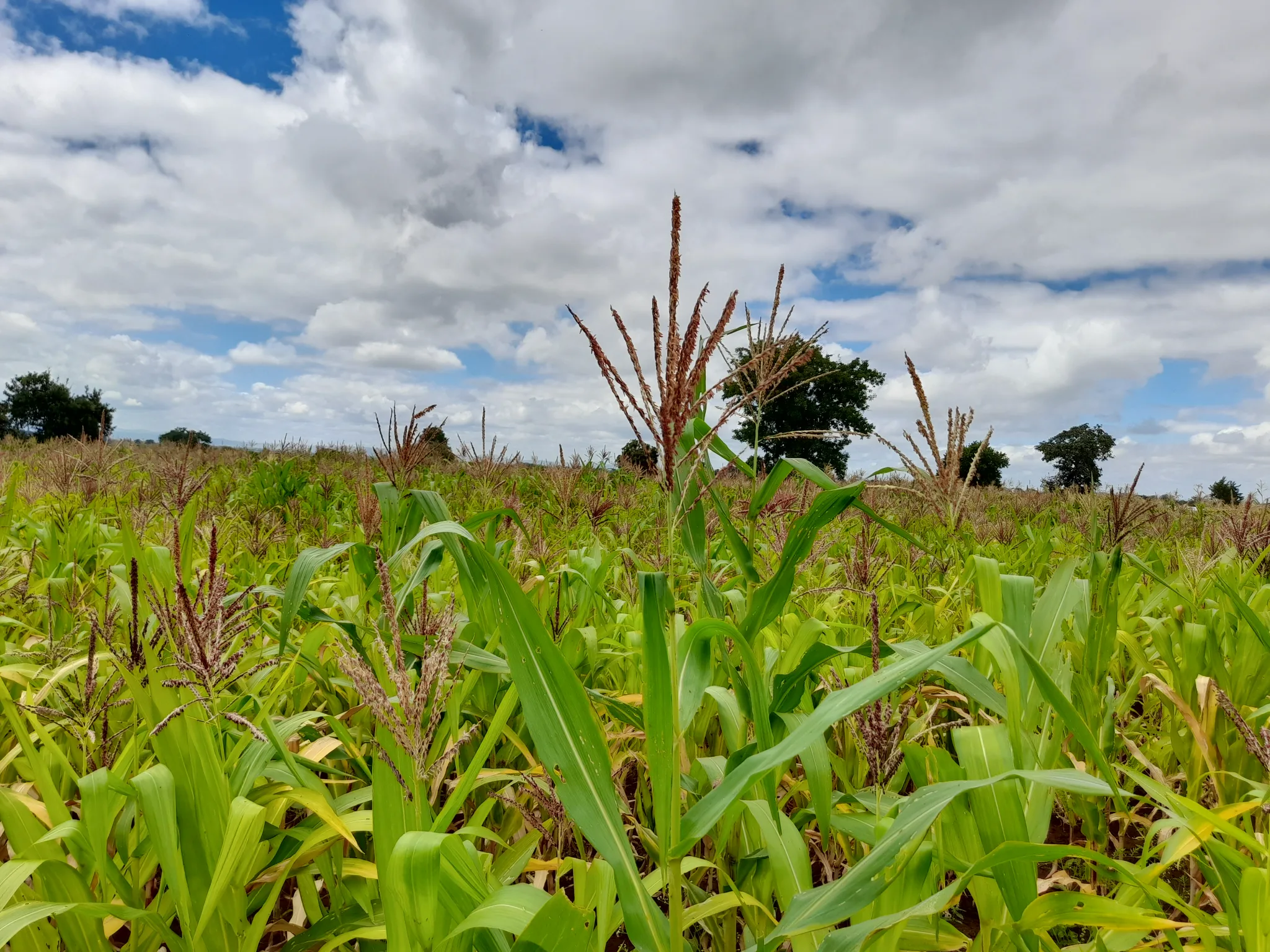 Shamba zuri la ekari 0.6 Olodenderit