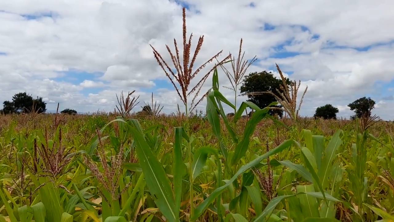 Shamba zuri la ekari 0.6 Olodenderit