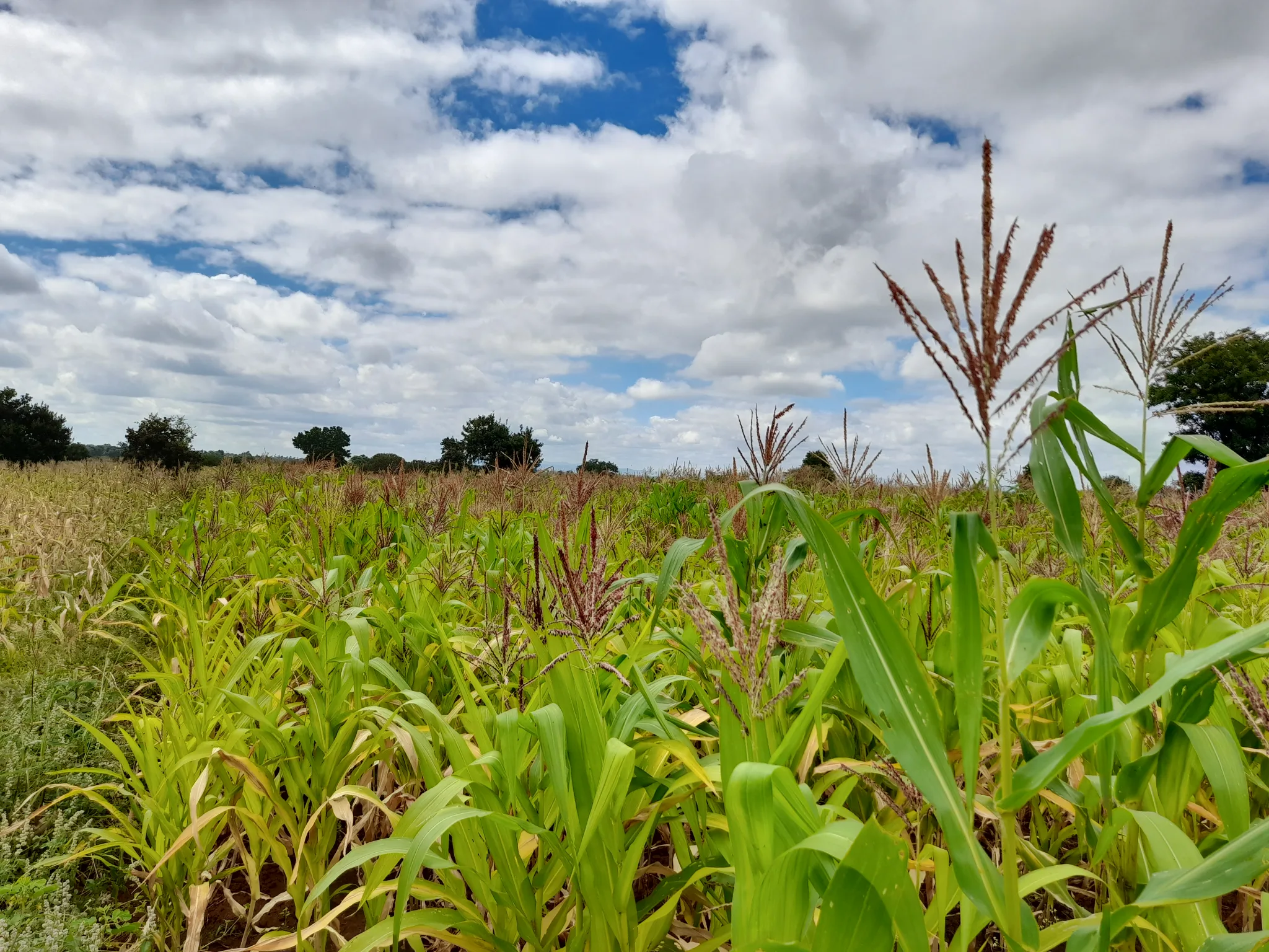 Shamba zuri la ekari 0.6 Olodenderit