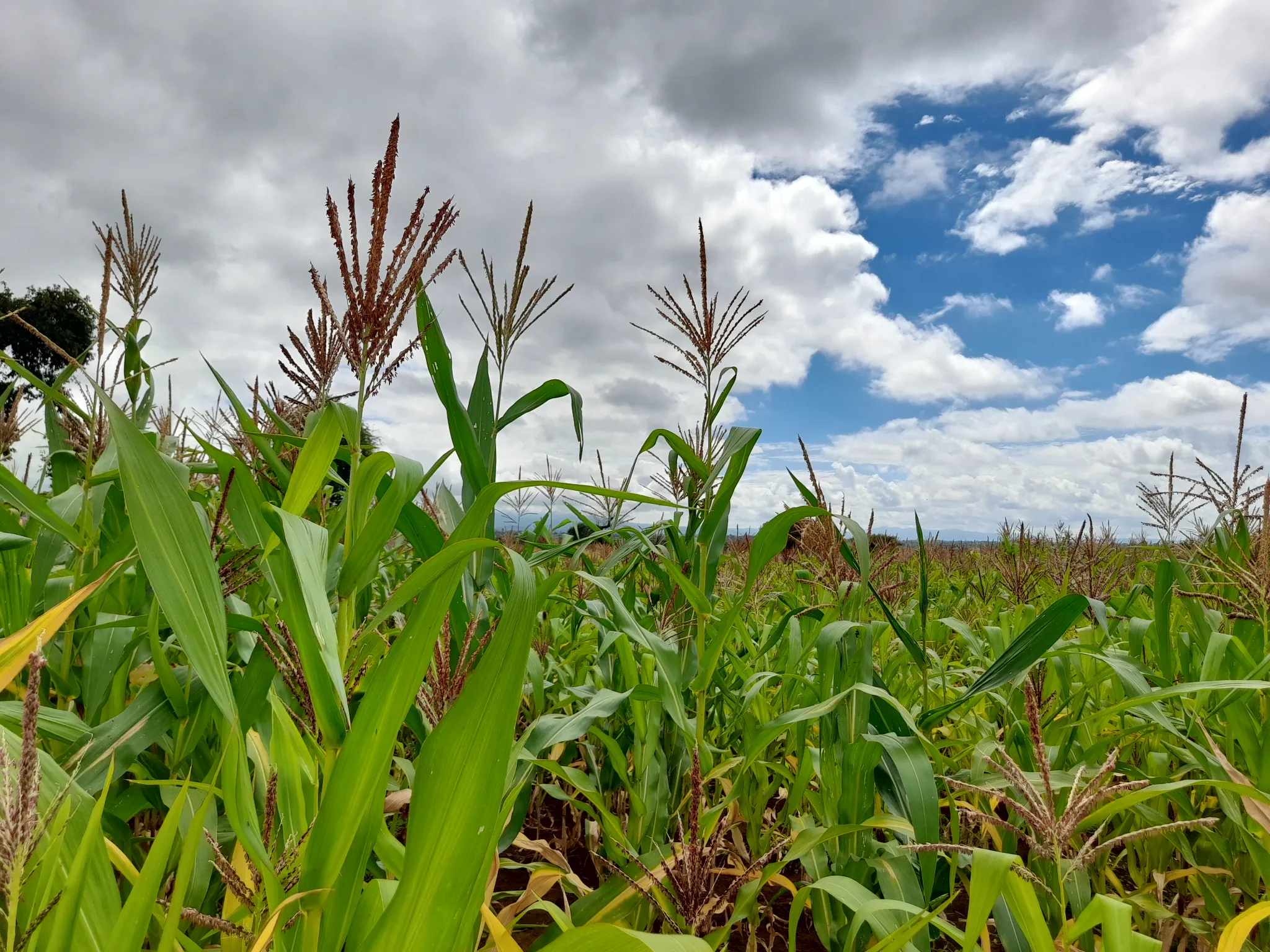 Shamba zuri la ekari 0.6 Olodenderit
