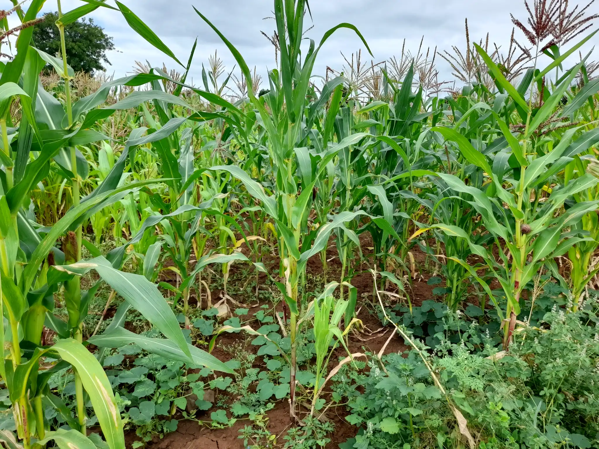 Shamba zuri la ekari 0.6 Olodenderit