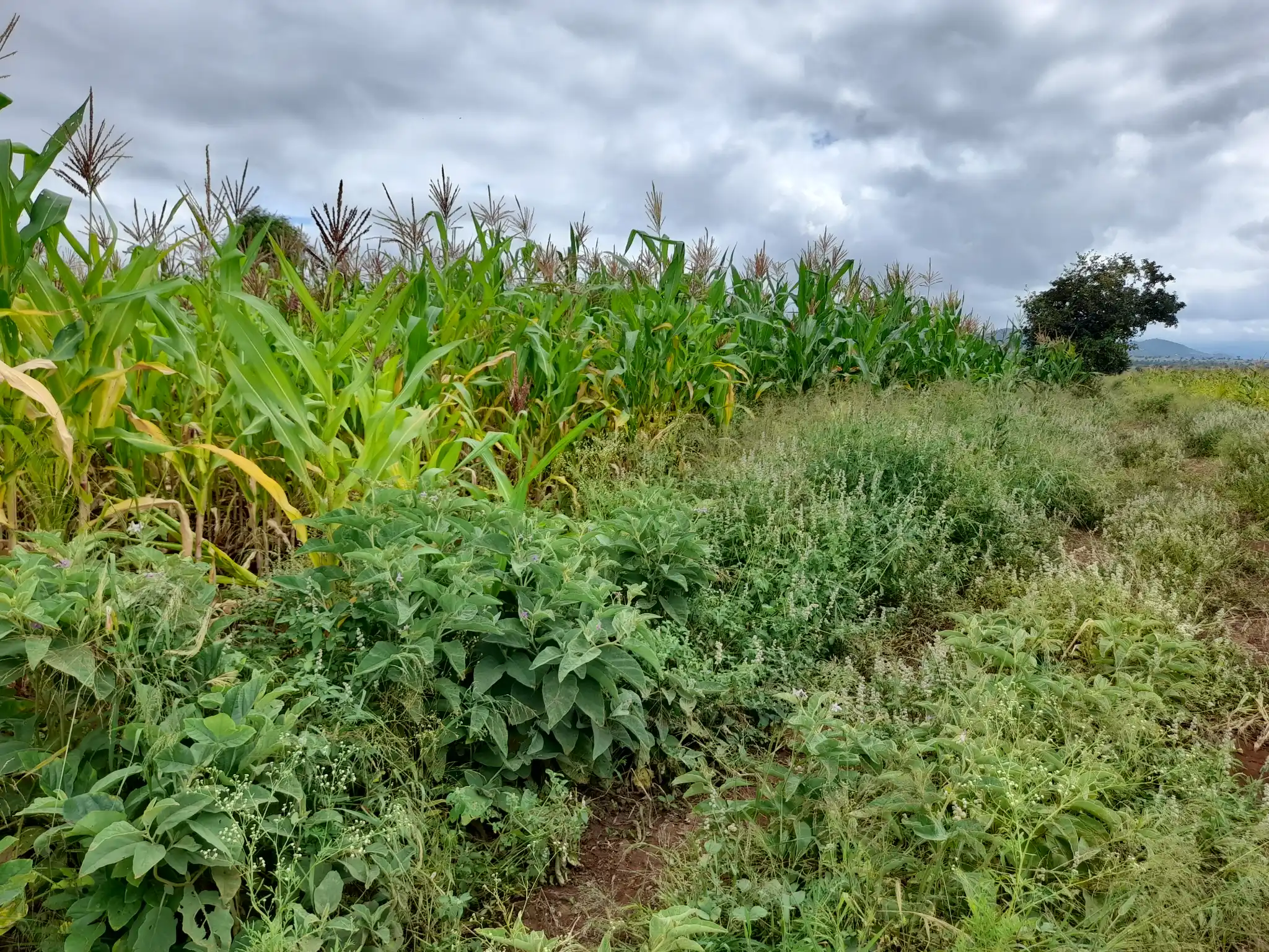 Shamba zuri la ekari 0.6 Olodenderit