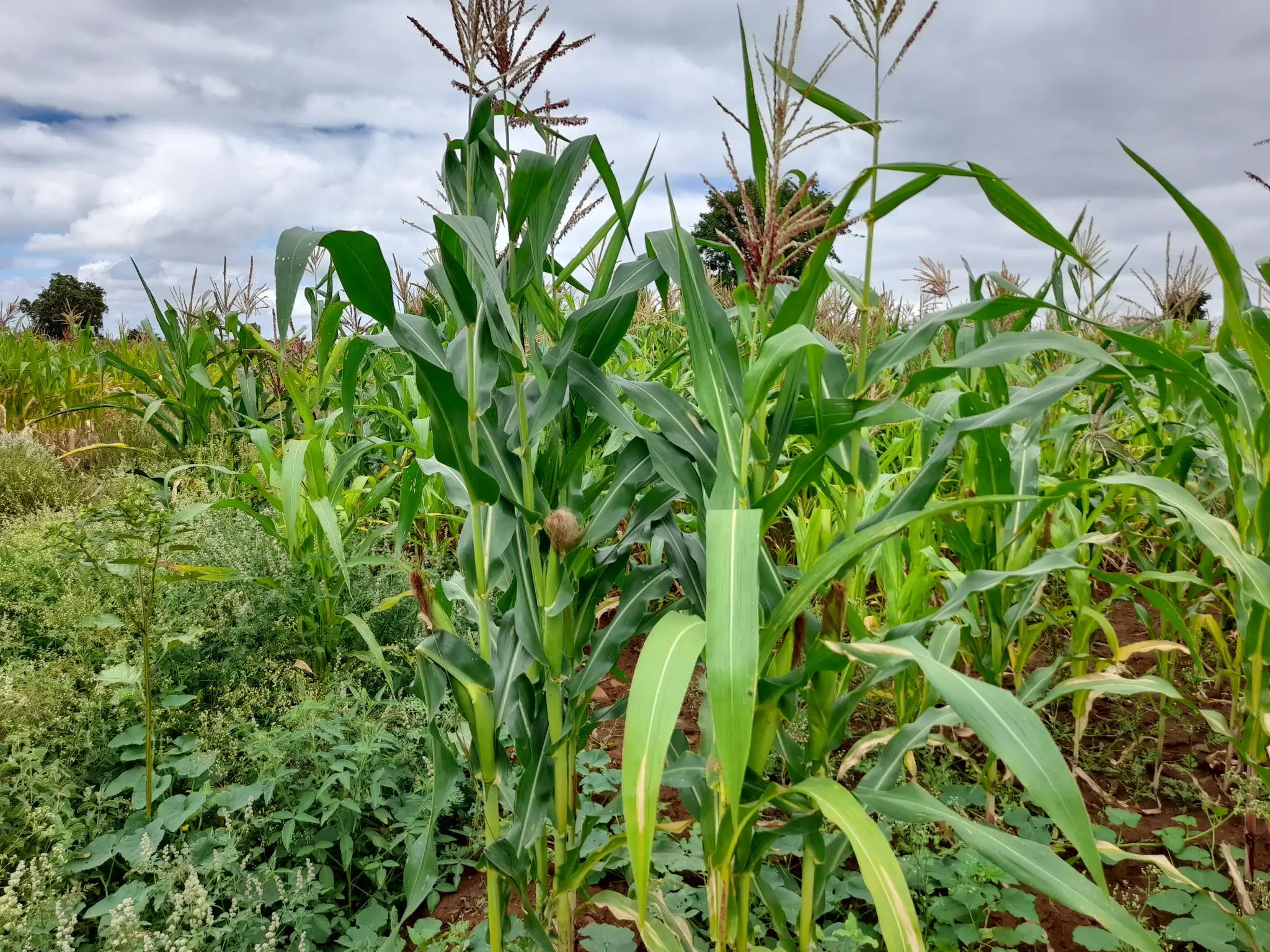 Shamba zuri la ekari 0.6 Olodenderit