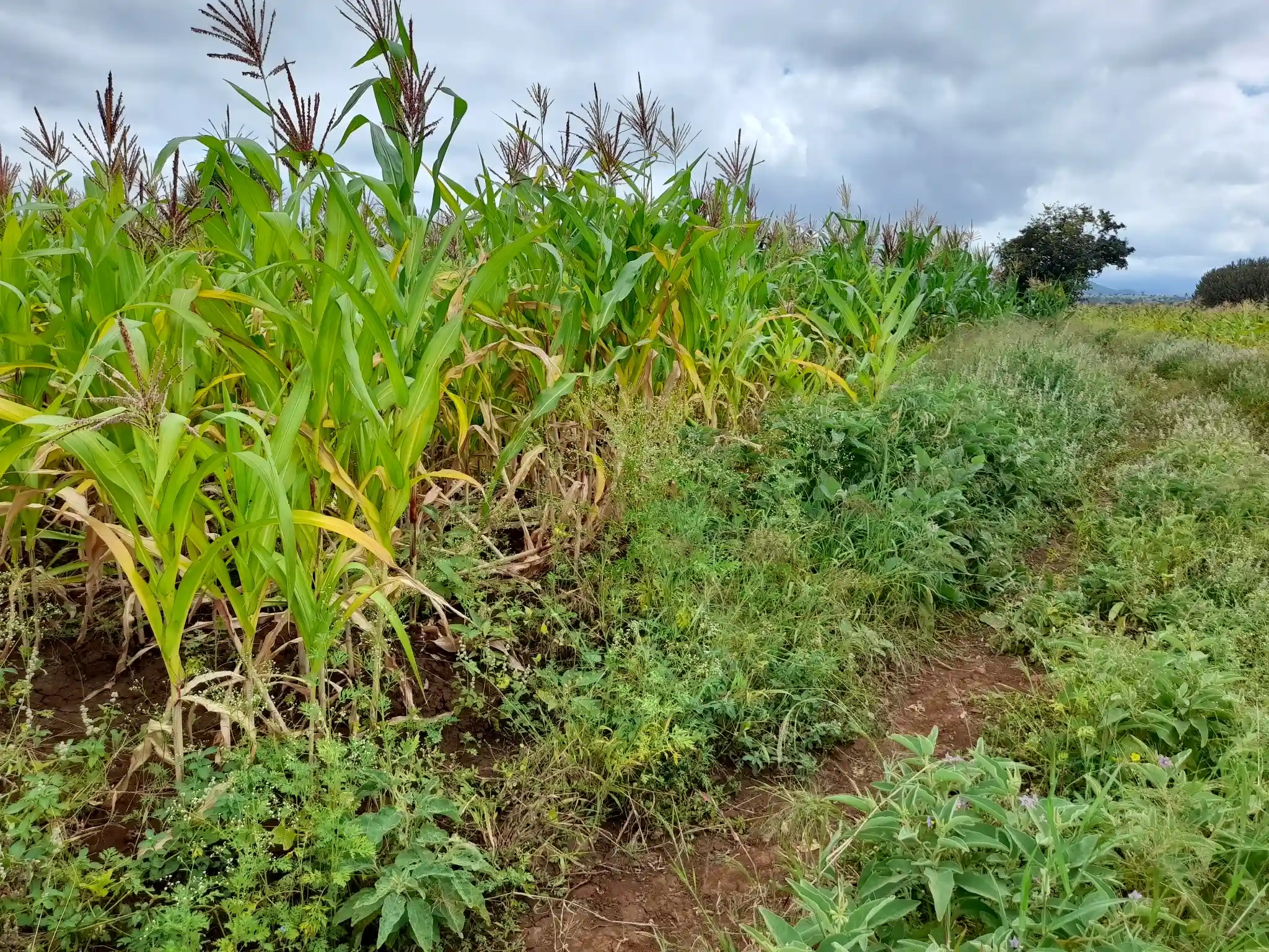 Shamba zuri la ekari 0.6 Olodenderit