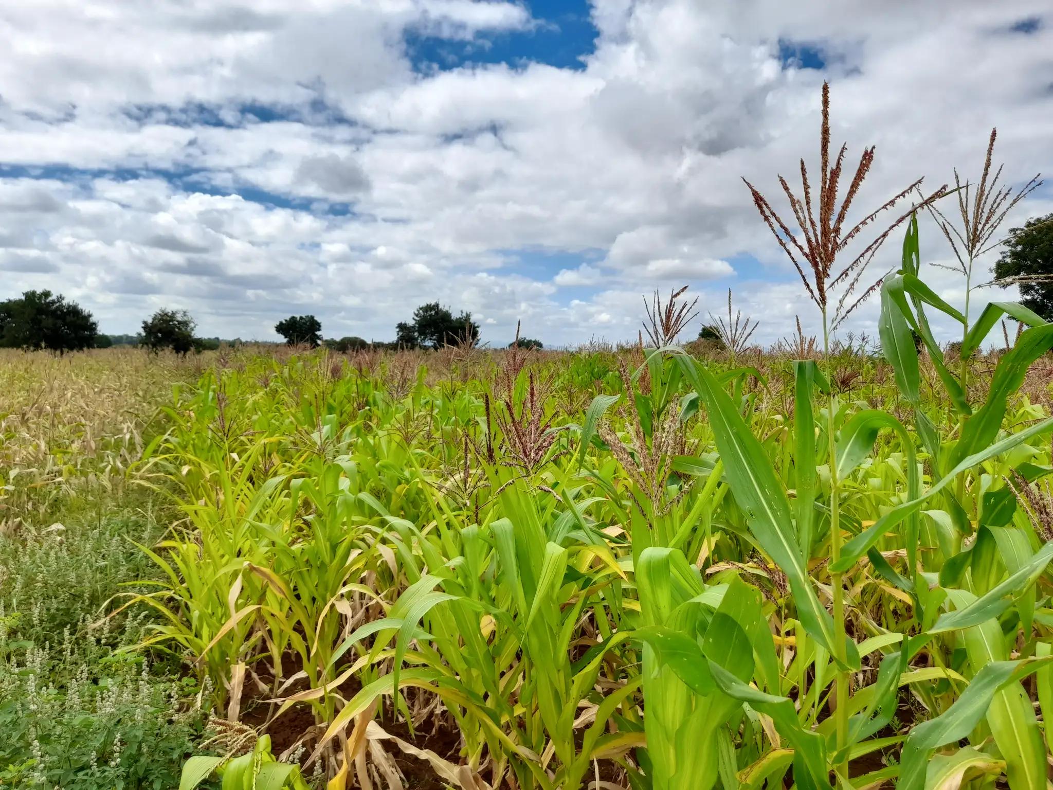 Shamba zuri la ekari 0.6 Olodenderit