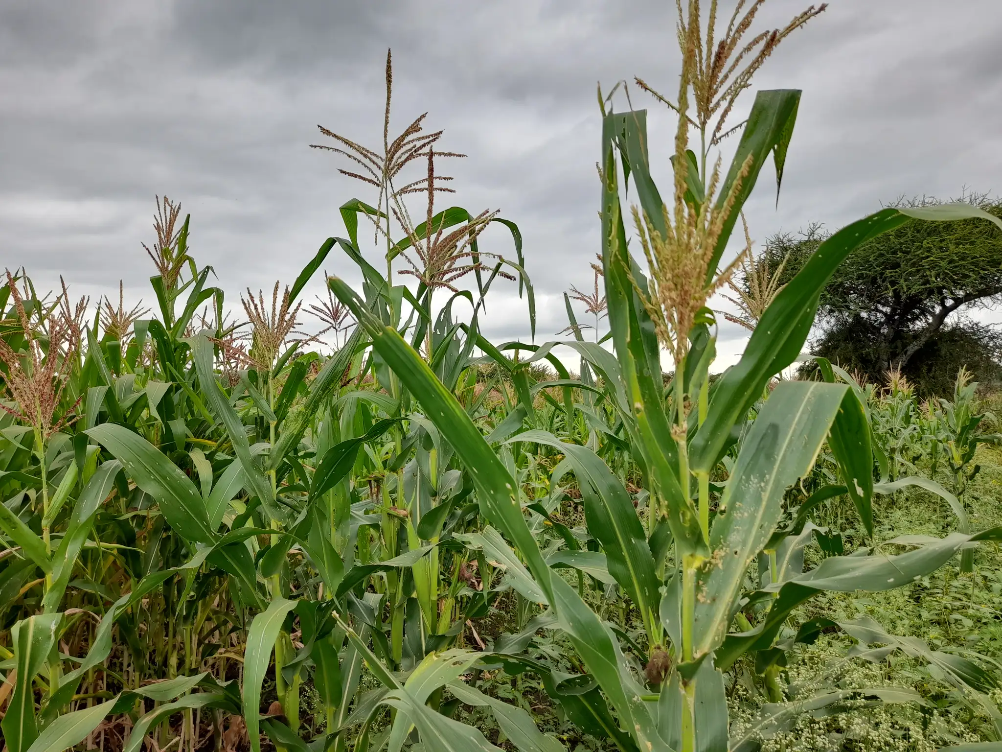 Shamba zuri la ekari 1.8 Olodenderit