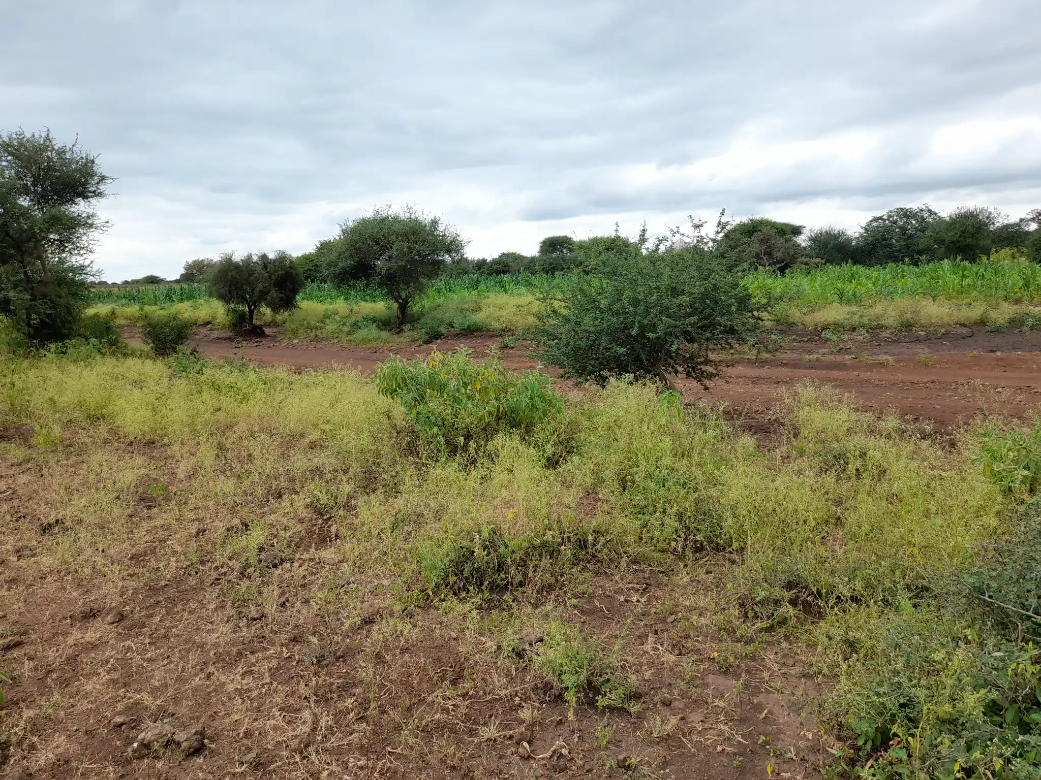 Shamba zuri la ekari 1.8 Olodenderit