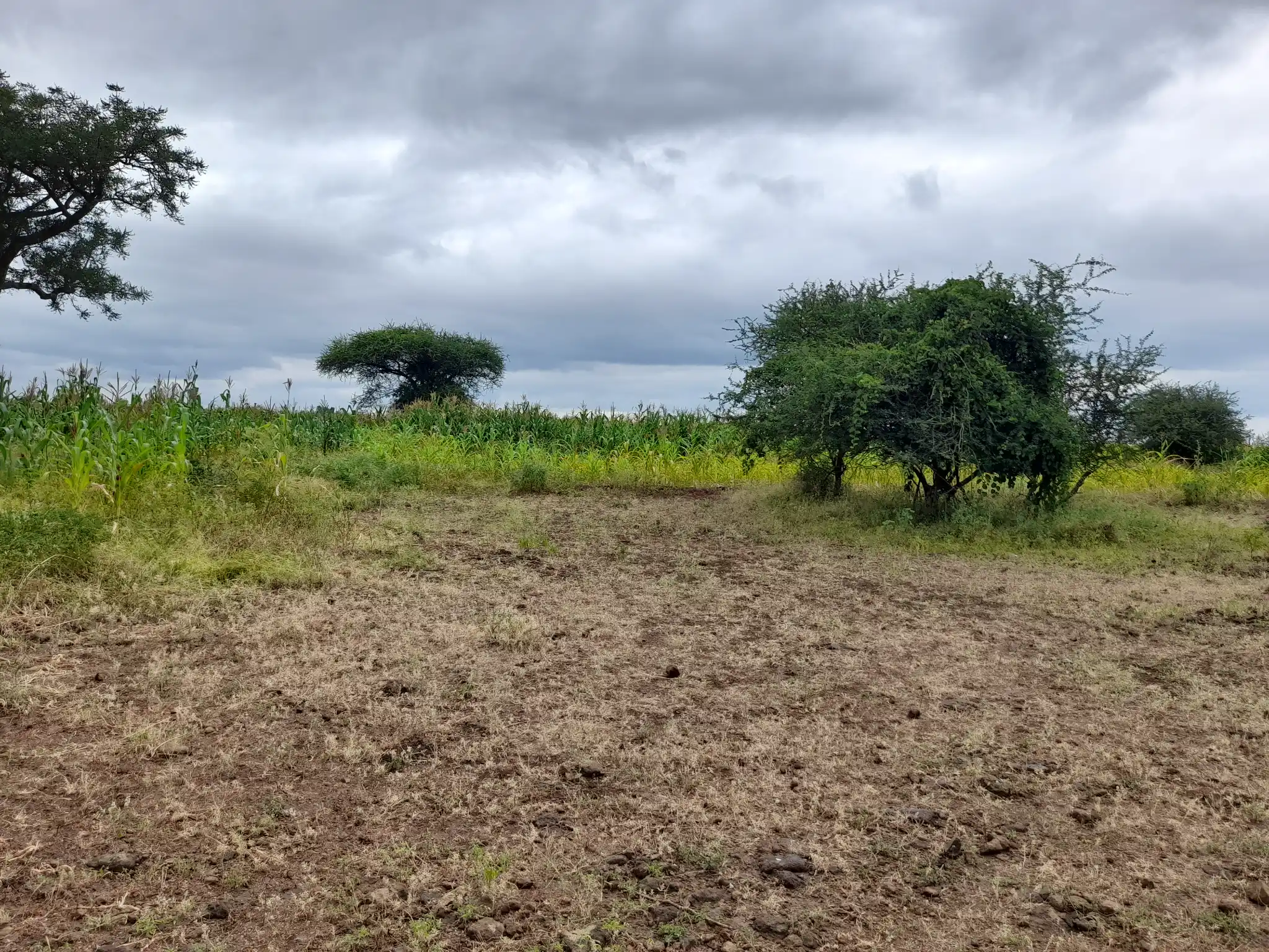 Shamba zuri la ekari 1.8 Olodenderit