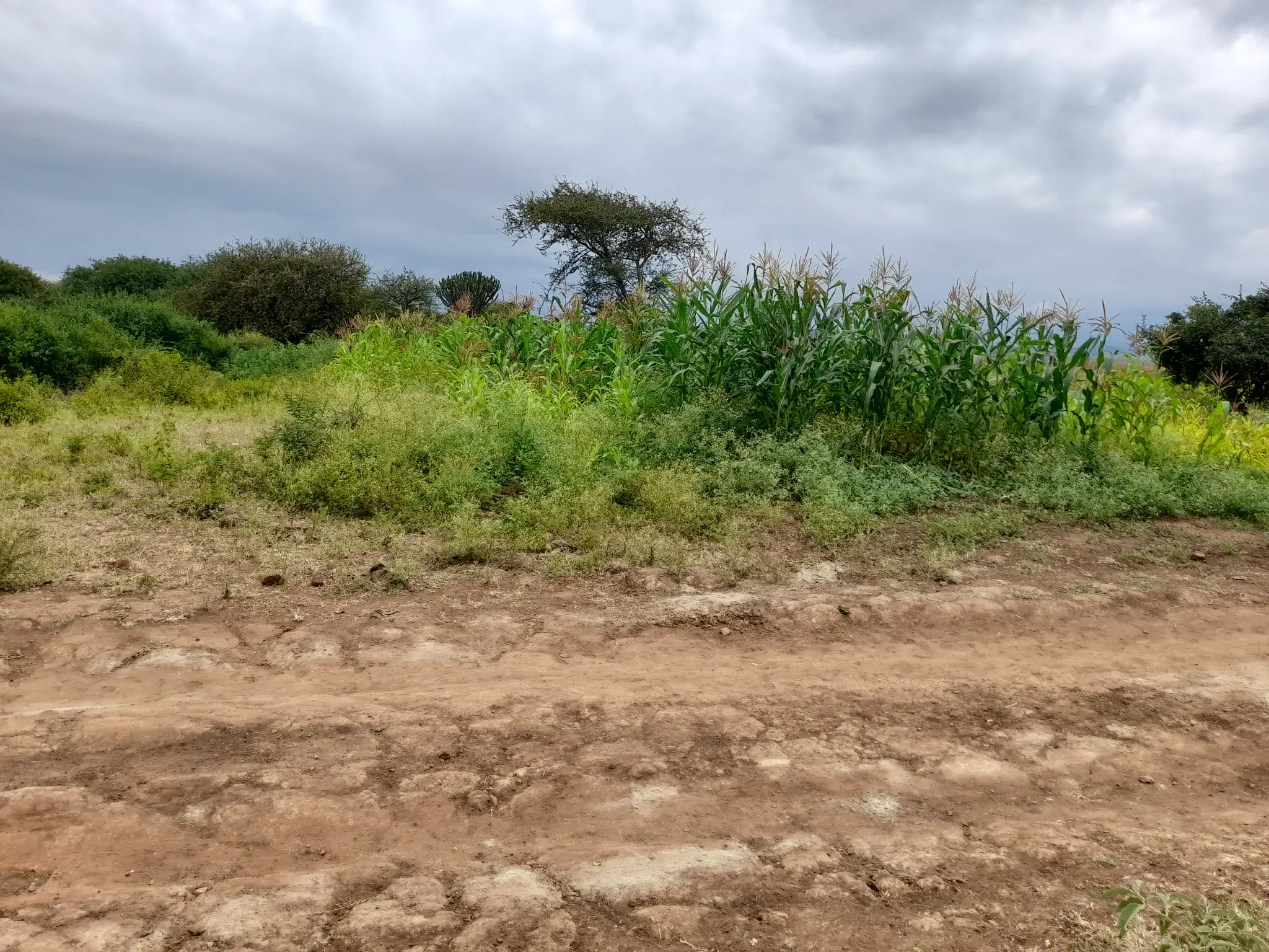 Shamba zuri la ekari 1.8 Olodenderit