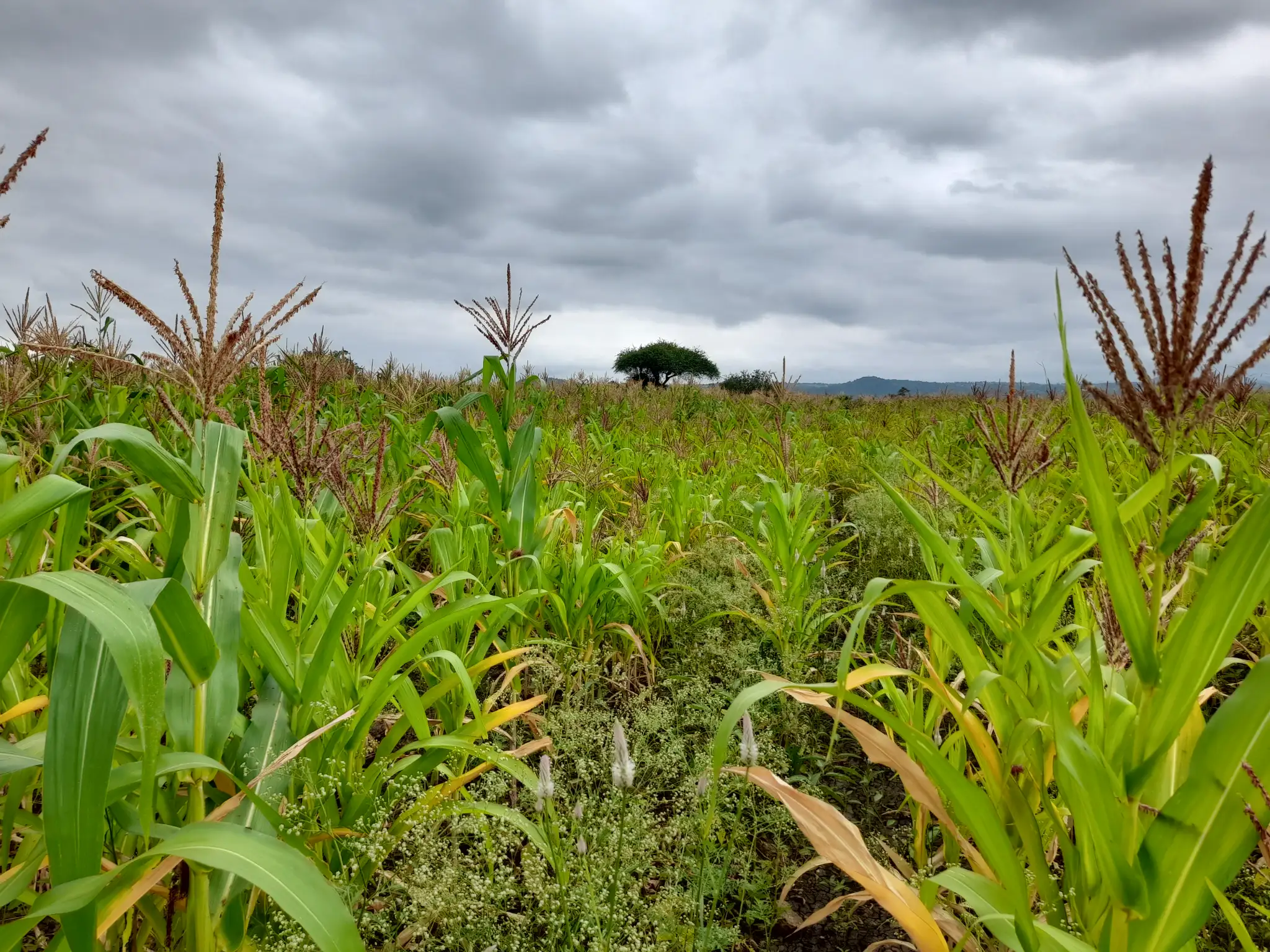 Shamba zuri la ekari 1.8 Olodenderit