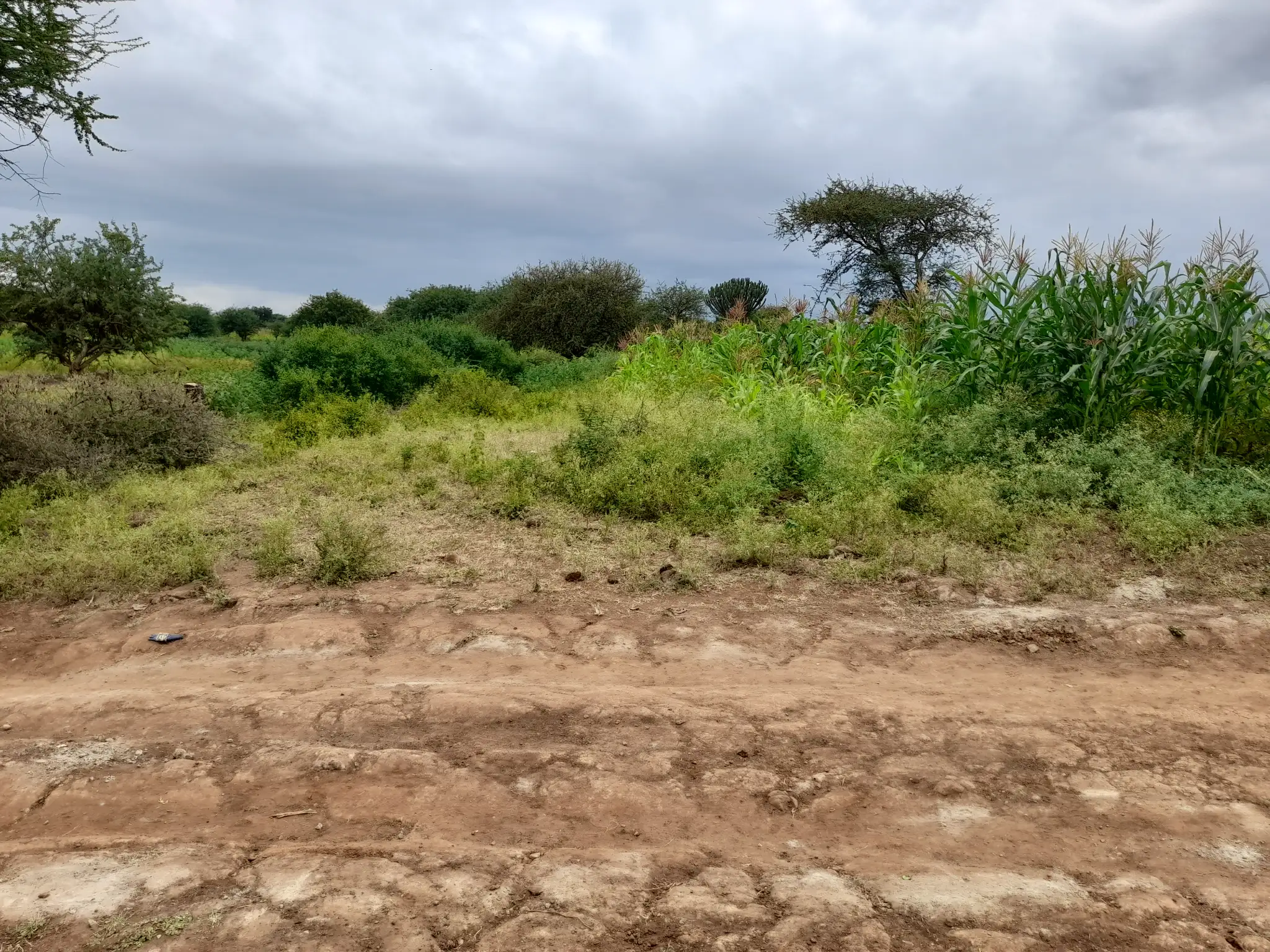 Shamba zuri la ekari 1.8 Olodenderit