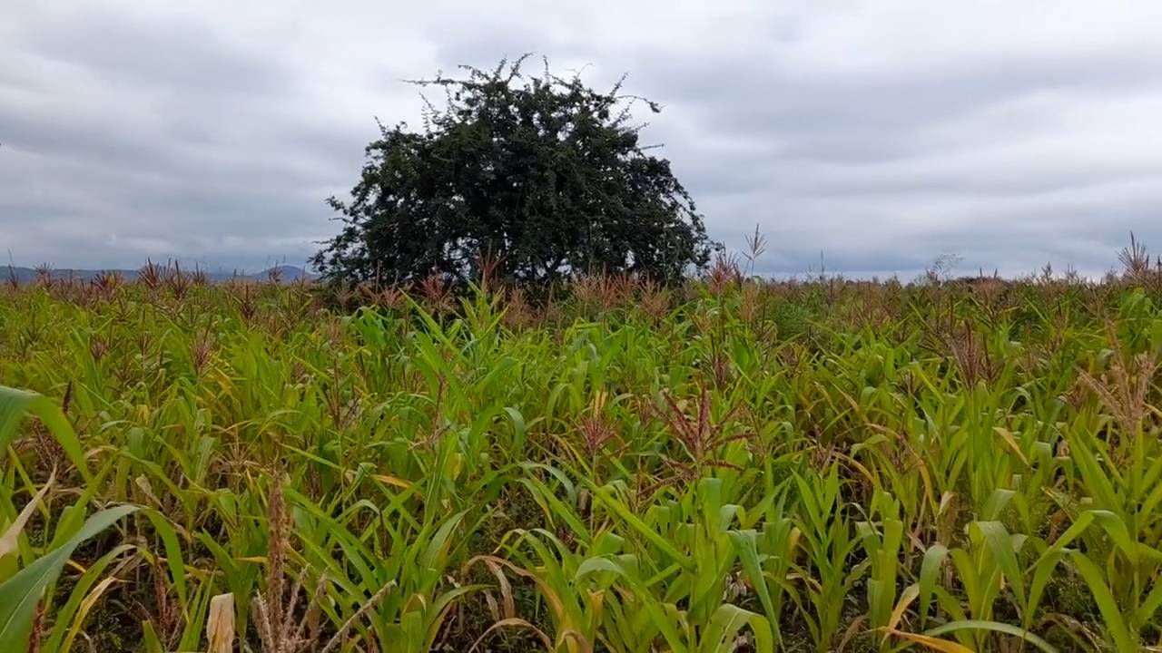 Shamba zuri la ekari 1.8 Olodenderit