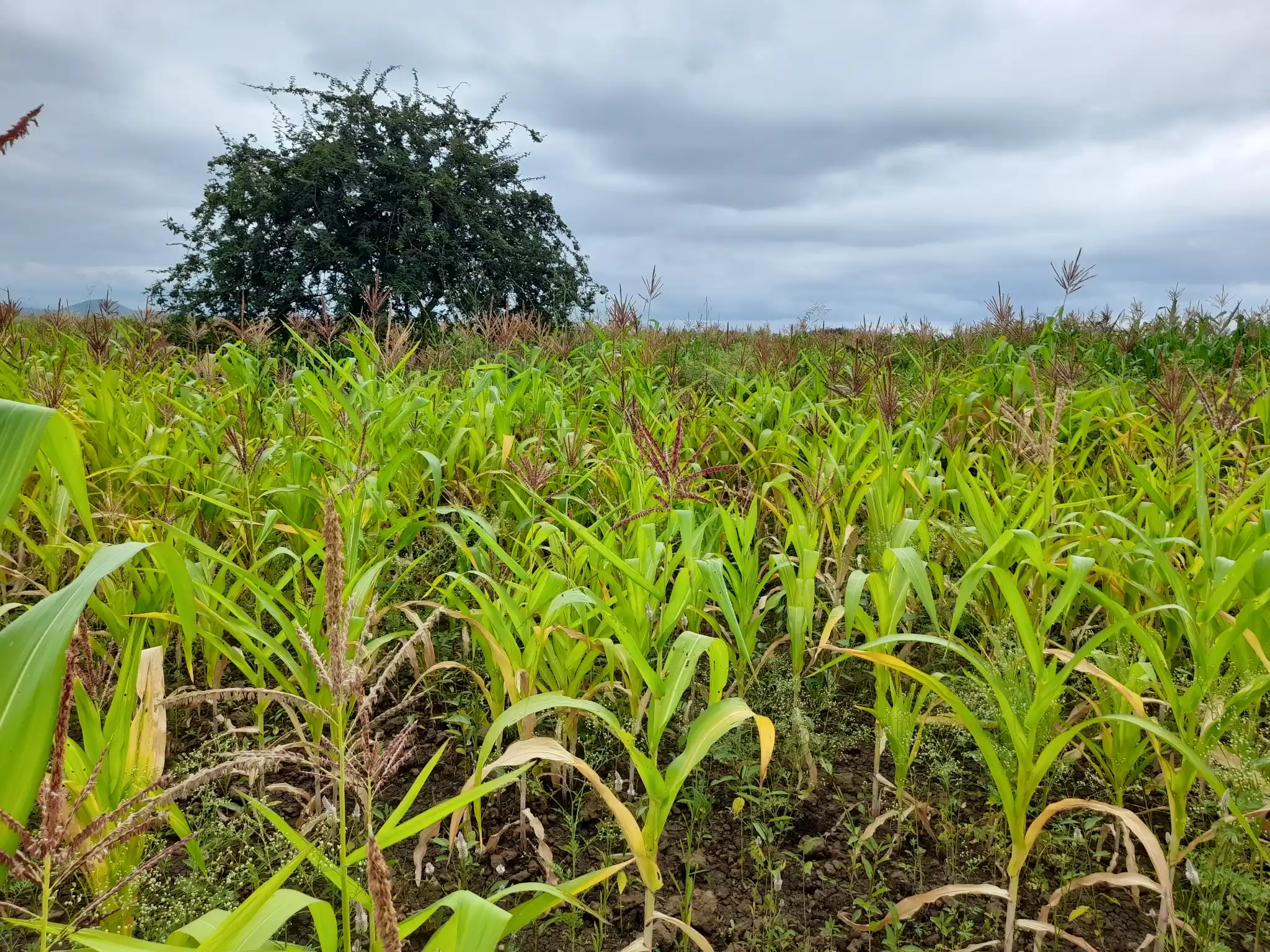 Shamba zuri la ekari 1.8 Olodenderit