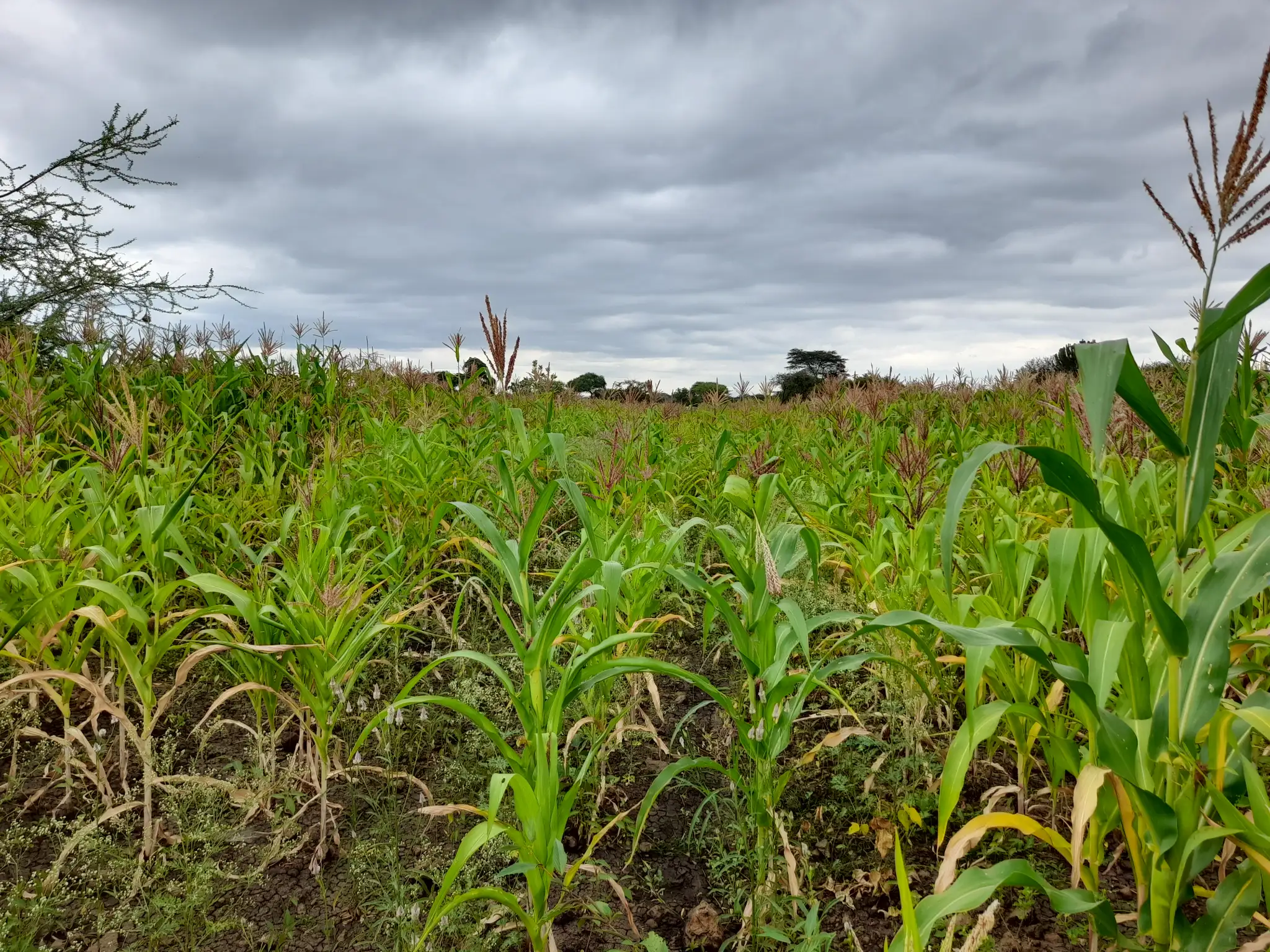 Shamba zuri la ekari 1.8 Olodenderit