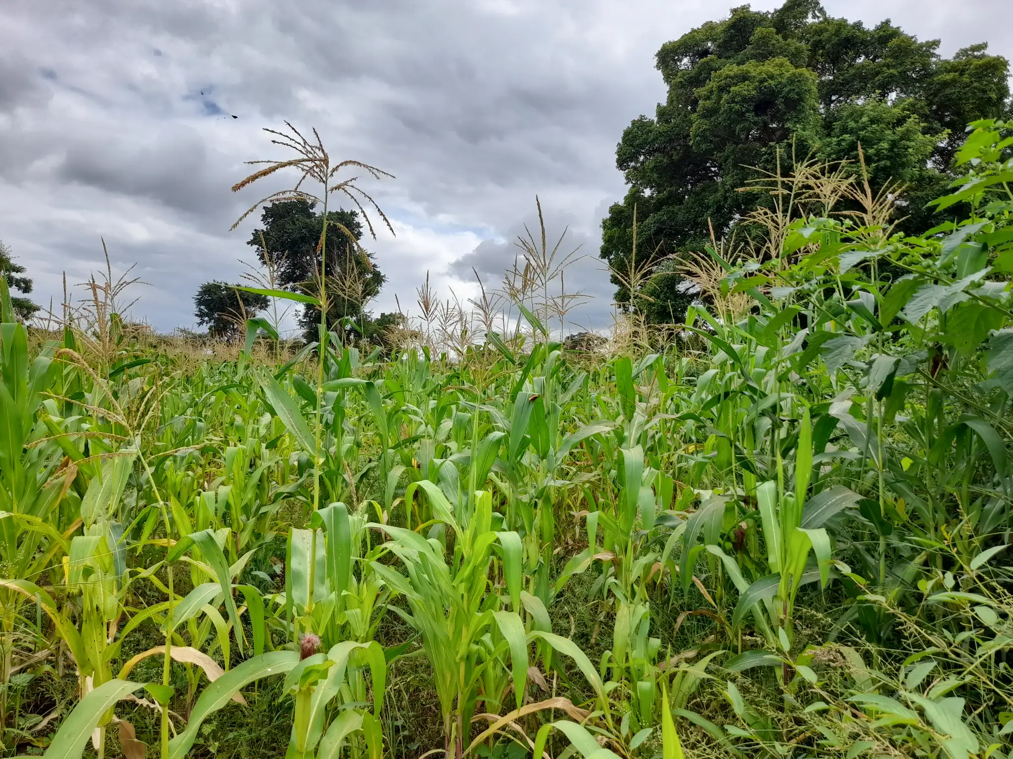 Shamba zuri la ekari 1.2 Olodenderit