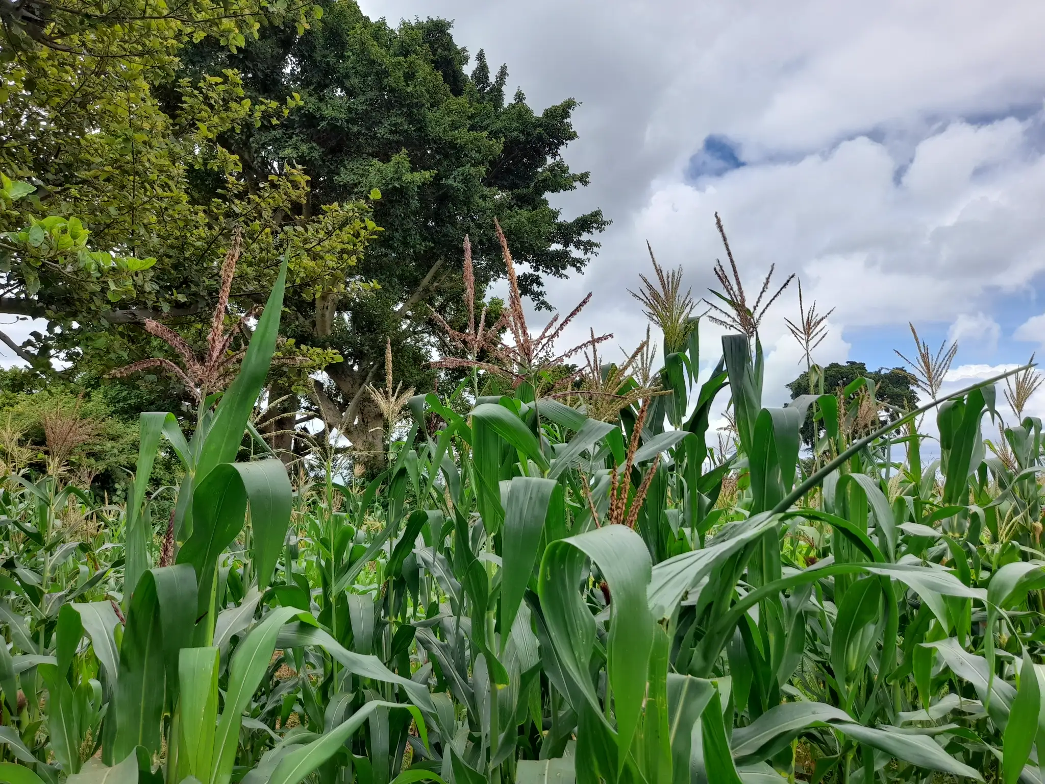 Shamba zuri la ekari 1.2 Olodenderit