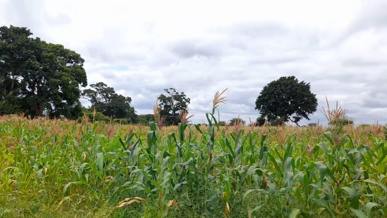Shamba zuri la ekari 1.2 Olodenderit