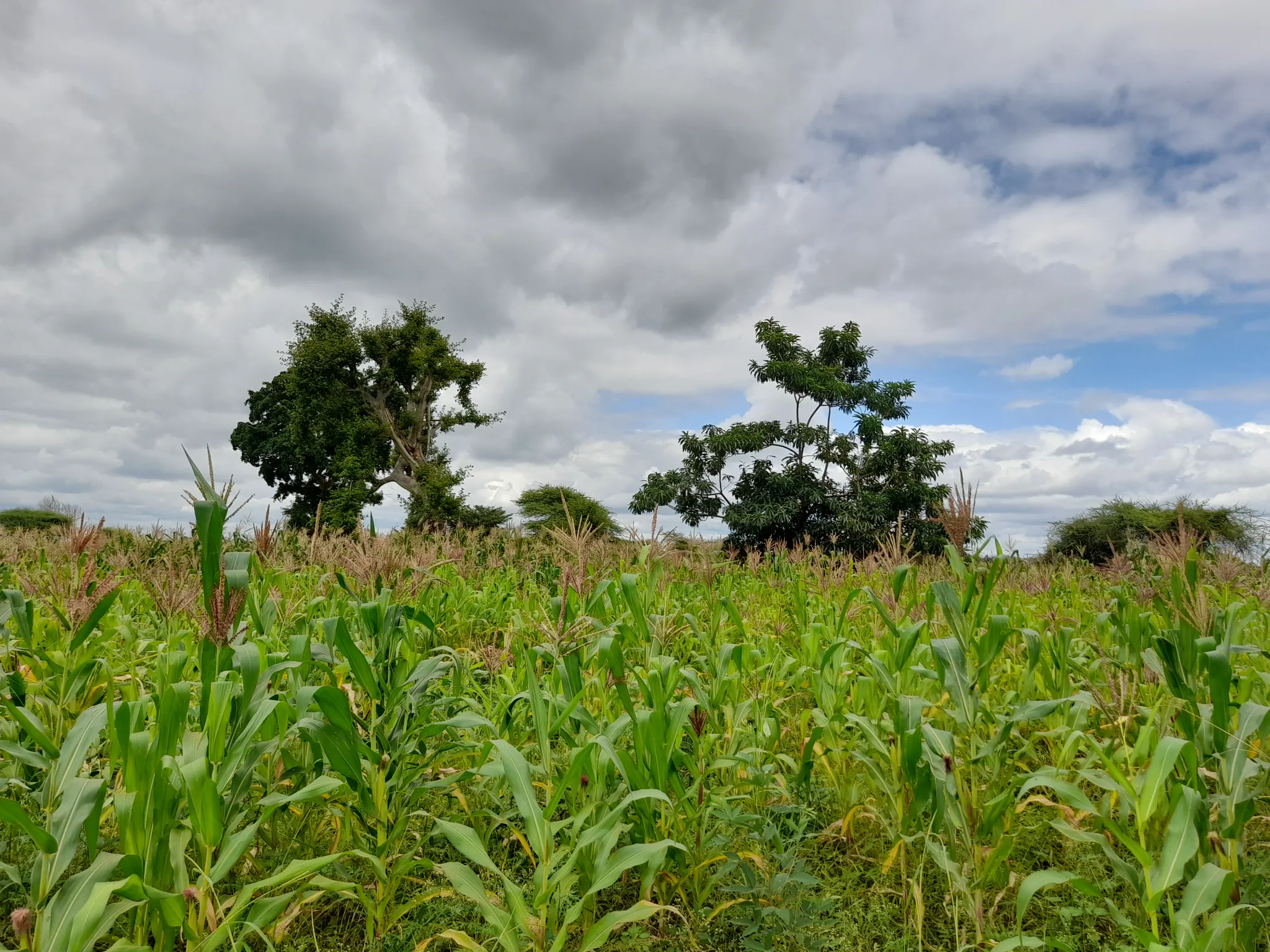 Shamba zuri la ekari 1.2 Olodenderit