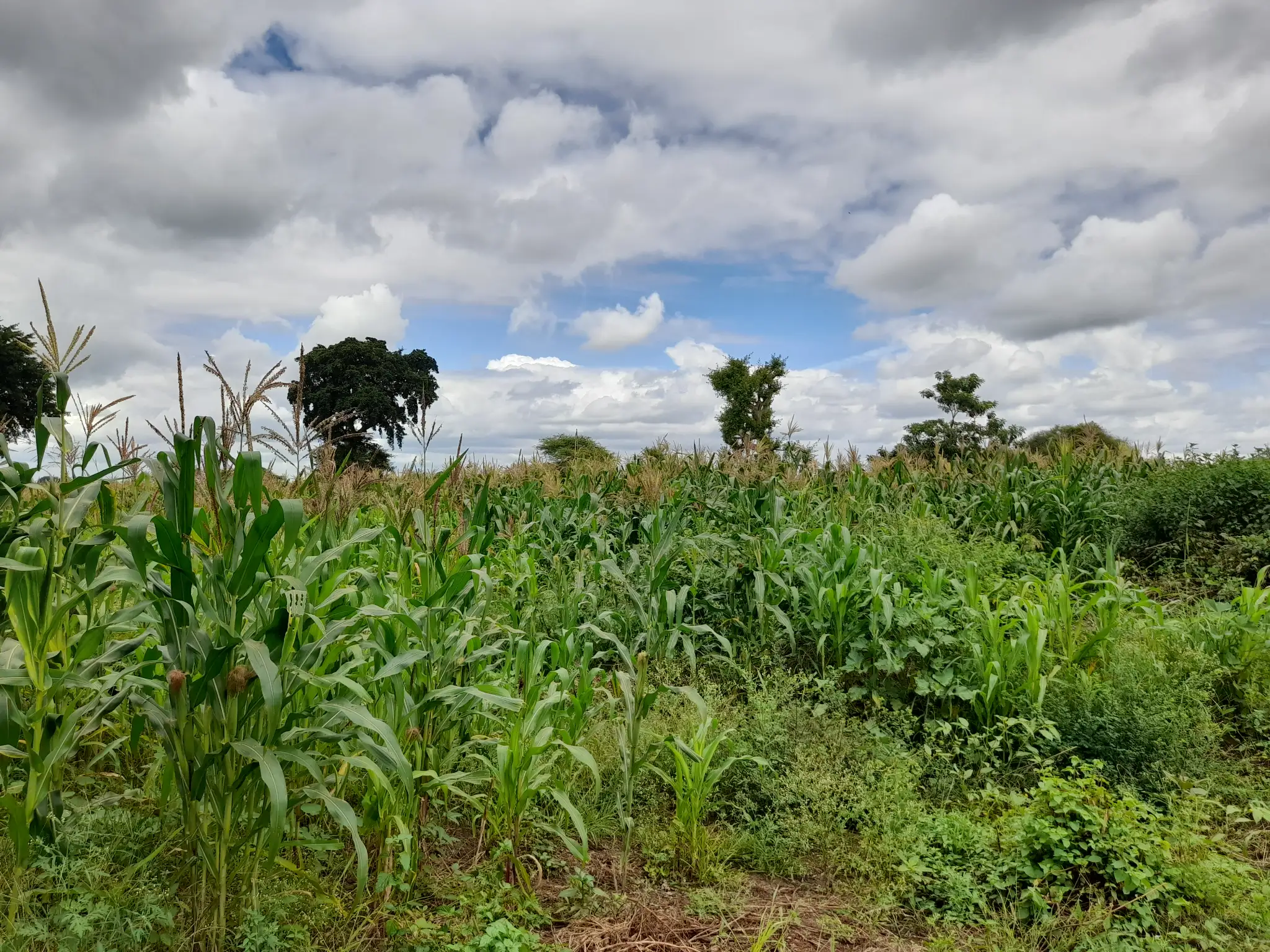 Shamba zuri la ekari 1.2 Olodenderit