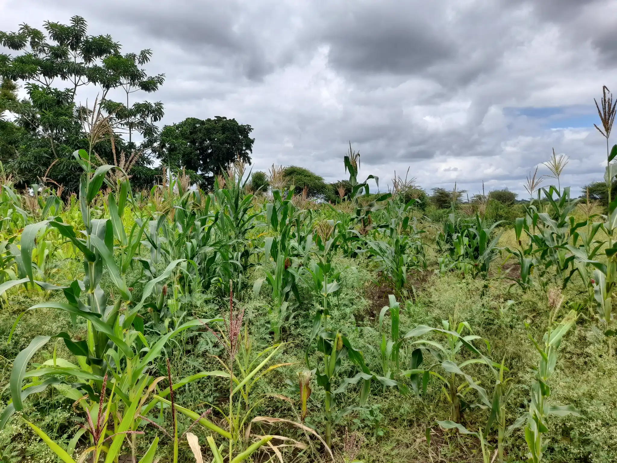 Shamba zuri la ekari 1.2 Olodenderit