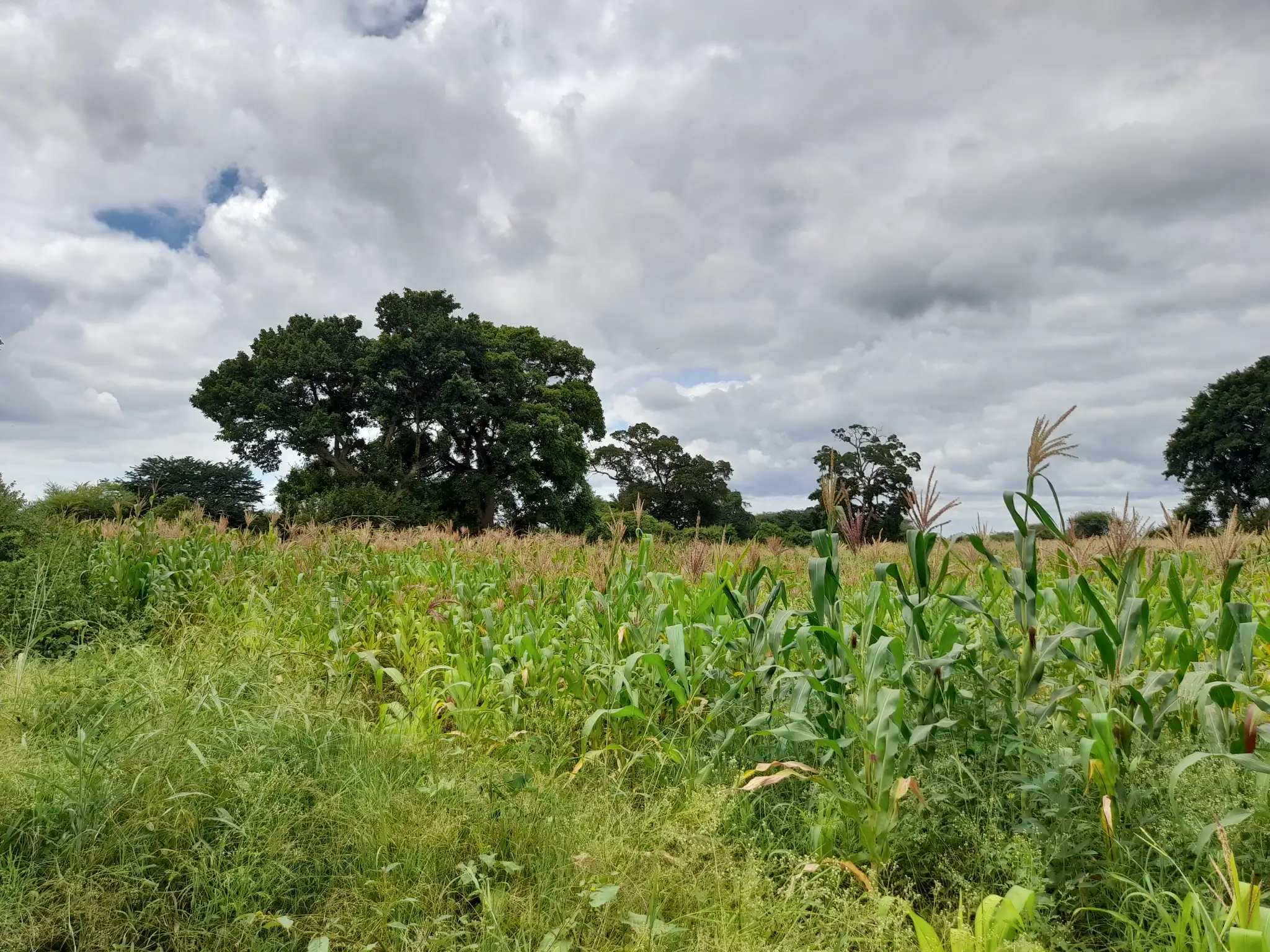 Shamba zuri la ekari 1.2 Olodenderit