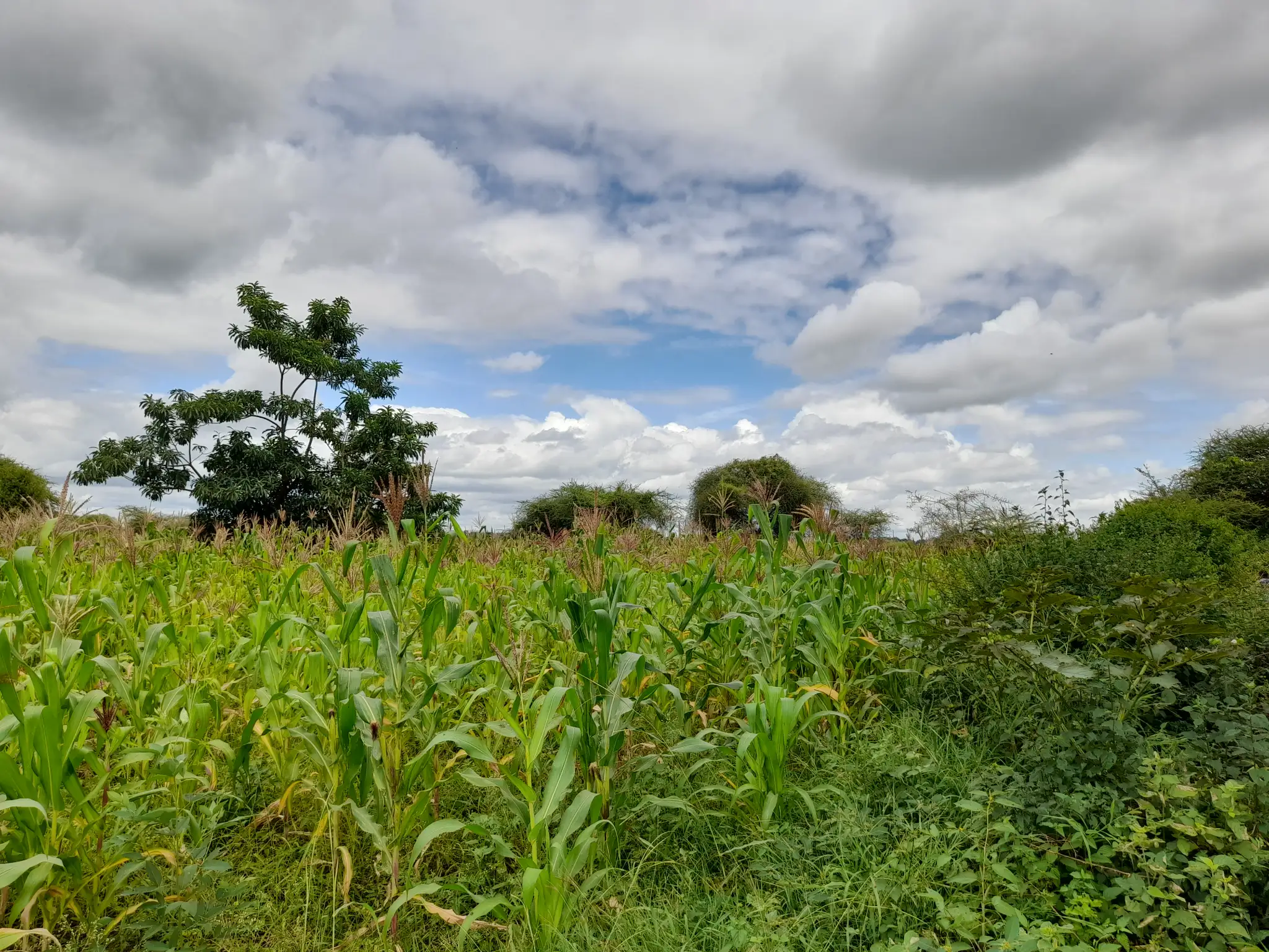 Shamba zuri la ekari 1.2 Olodenderit