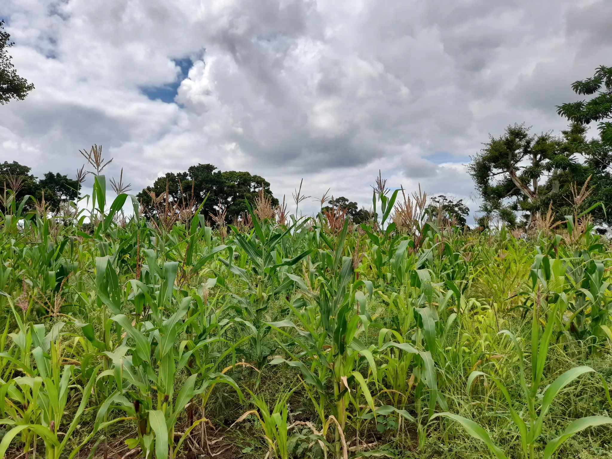 Shamba zuri la ekari 1.2 Olodenderit