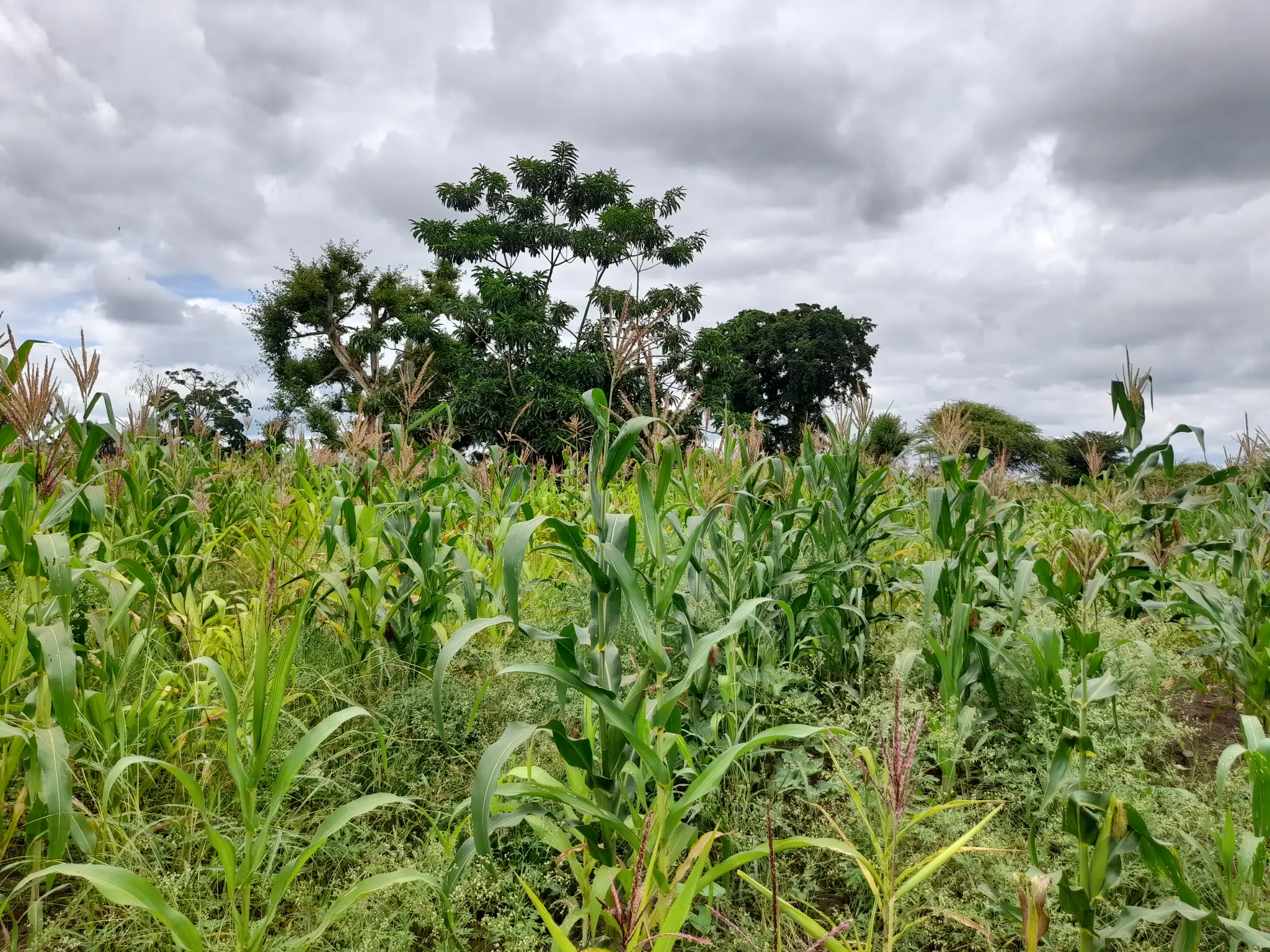 Shamba zuri la ekari 1.2 Olodenderit