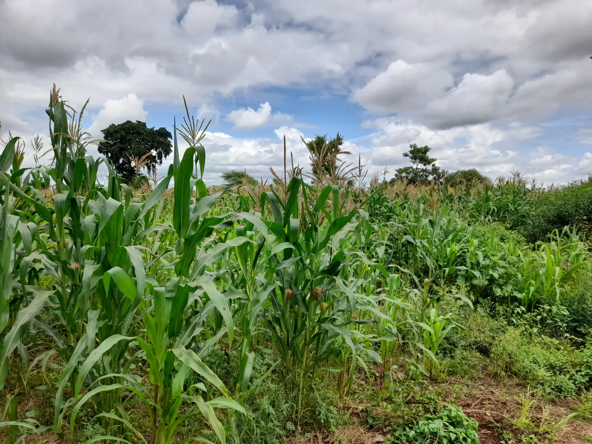 Shamba zuri la ekari 1.2 Olodenderit