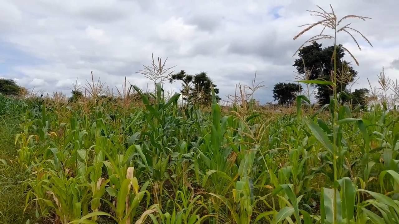 Shamba zuri la ekari 1.2 Olodenderit