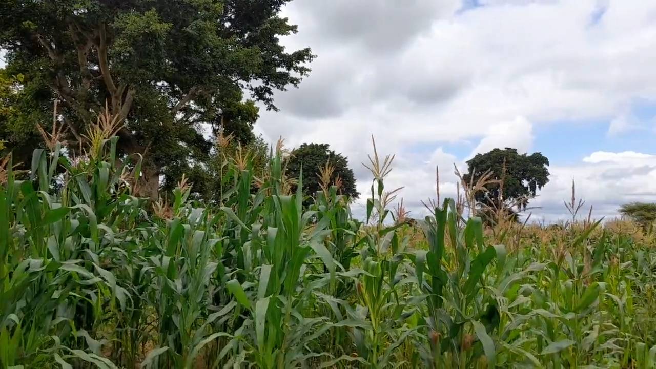Shamba zuri la ekari 1.2 Olodenderit