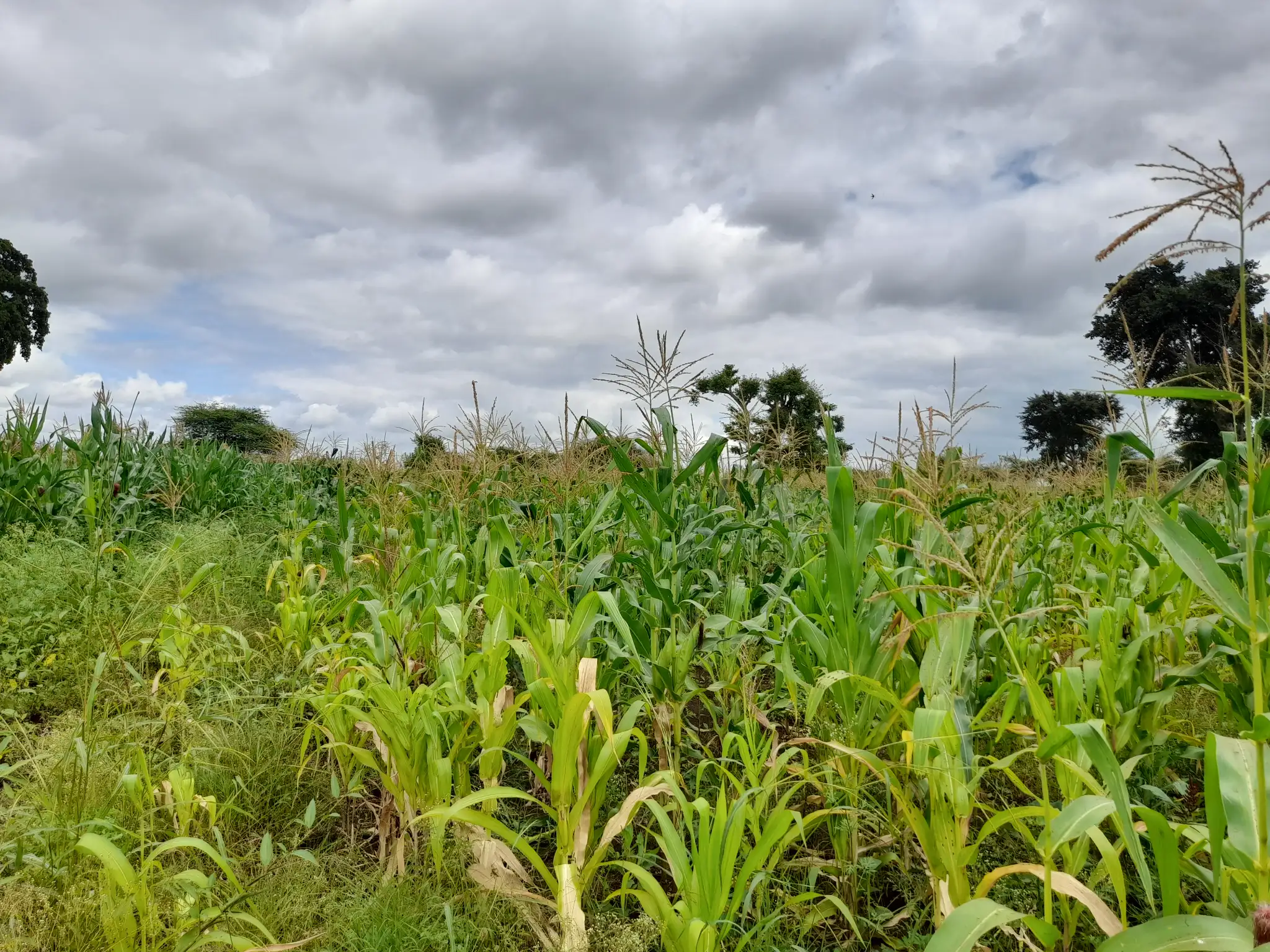 Shamba zuri la ekari 1.2 Olodenderit