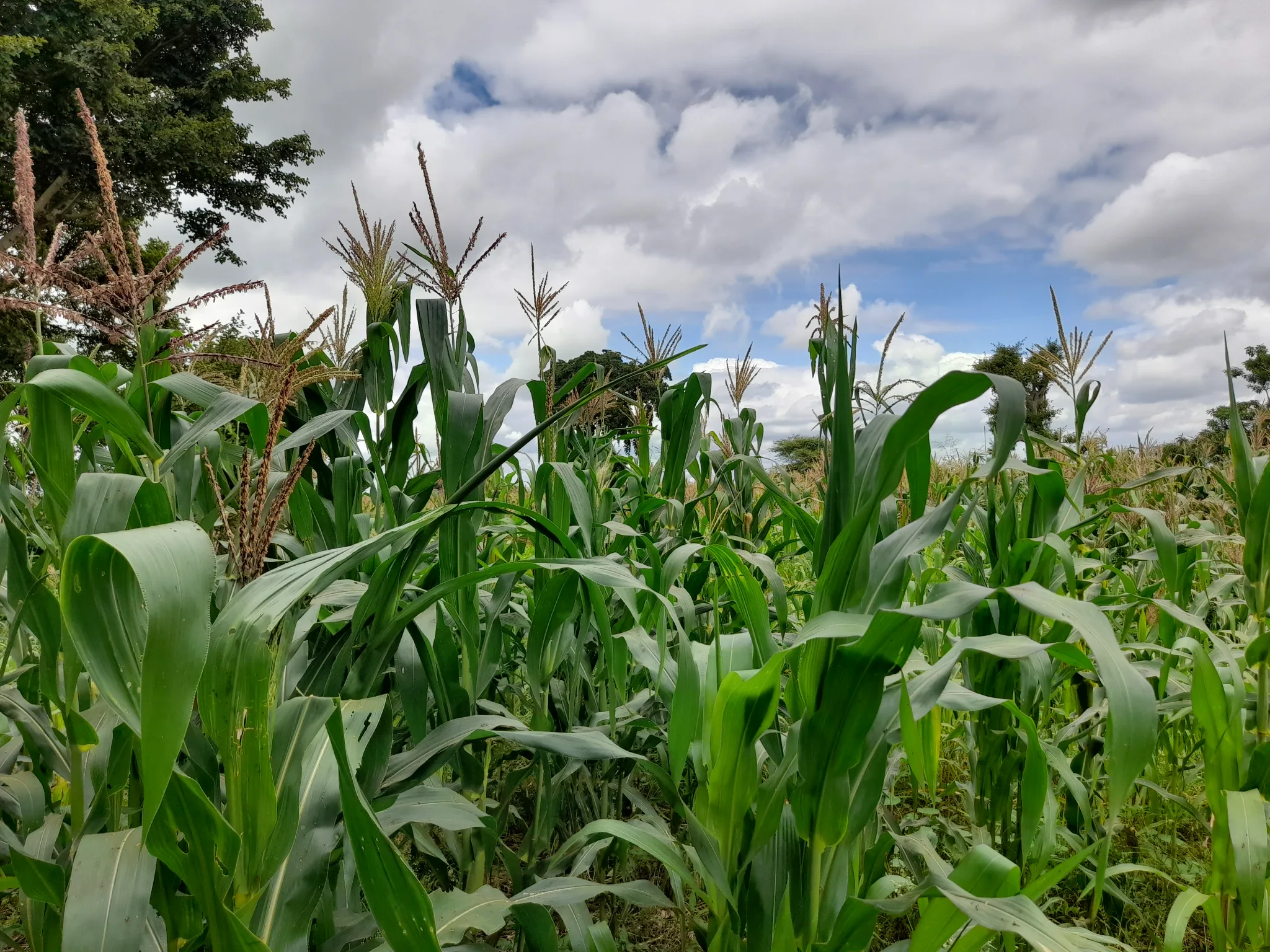 Shamba zuri la ekari 1.2 Olodenderit