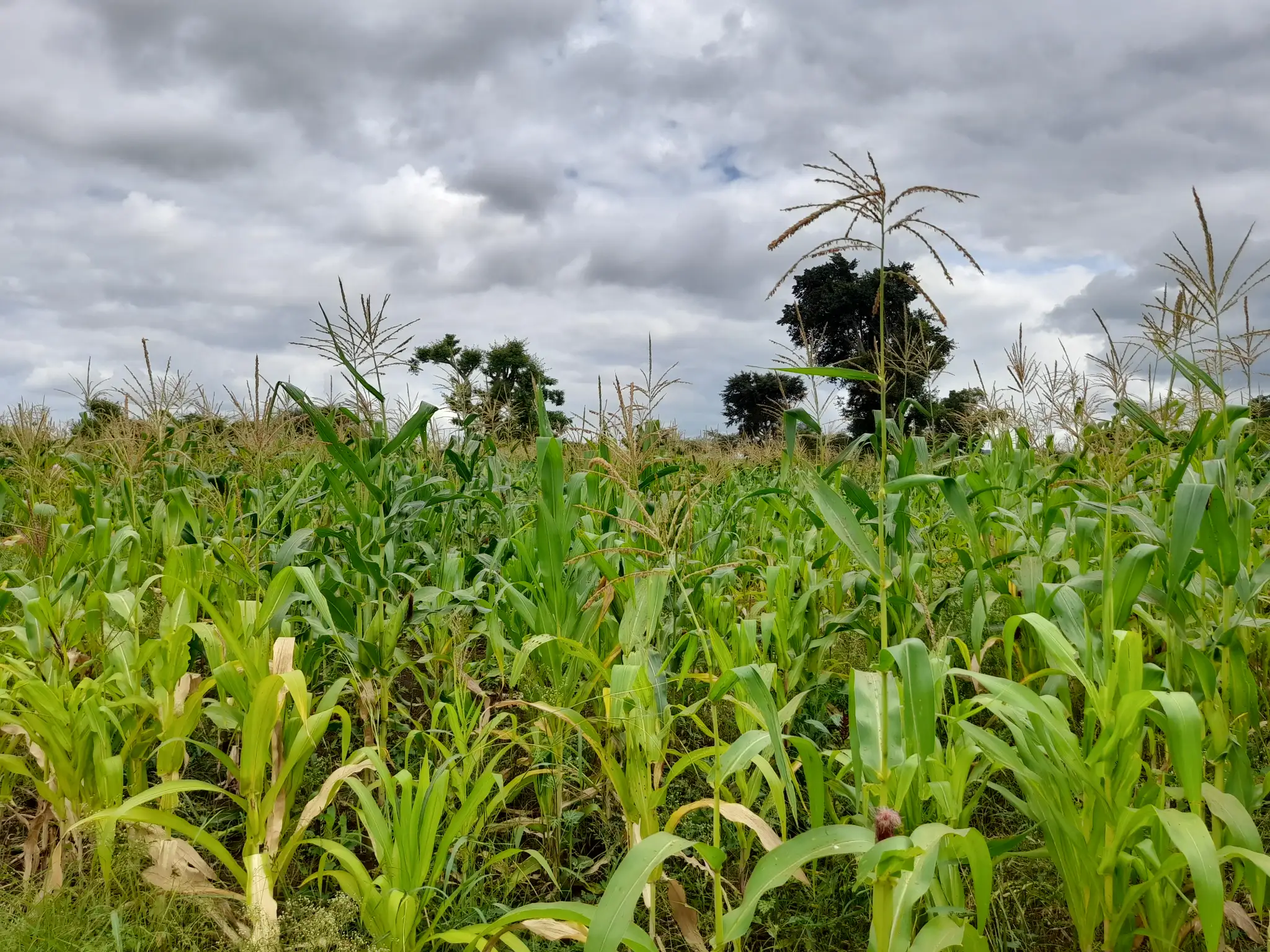 Shamba zuri la ekari 1.2 Olodenderit