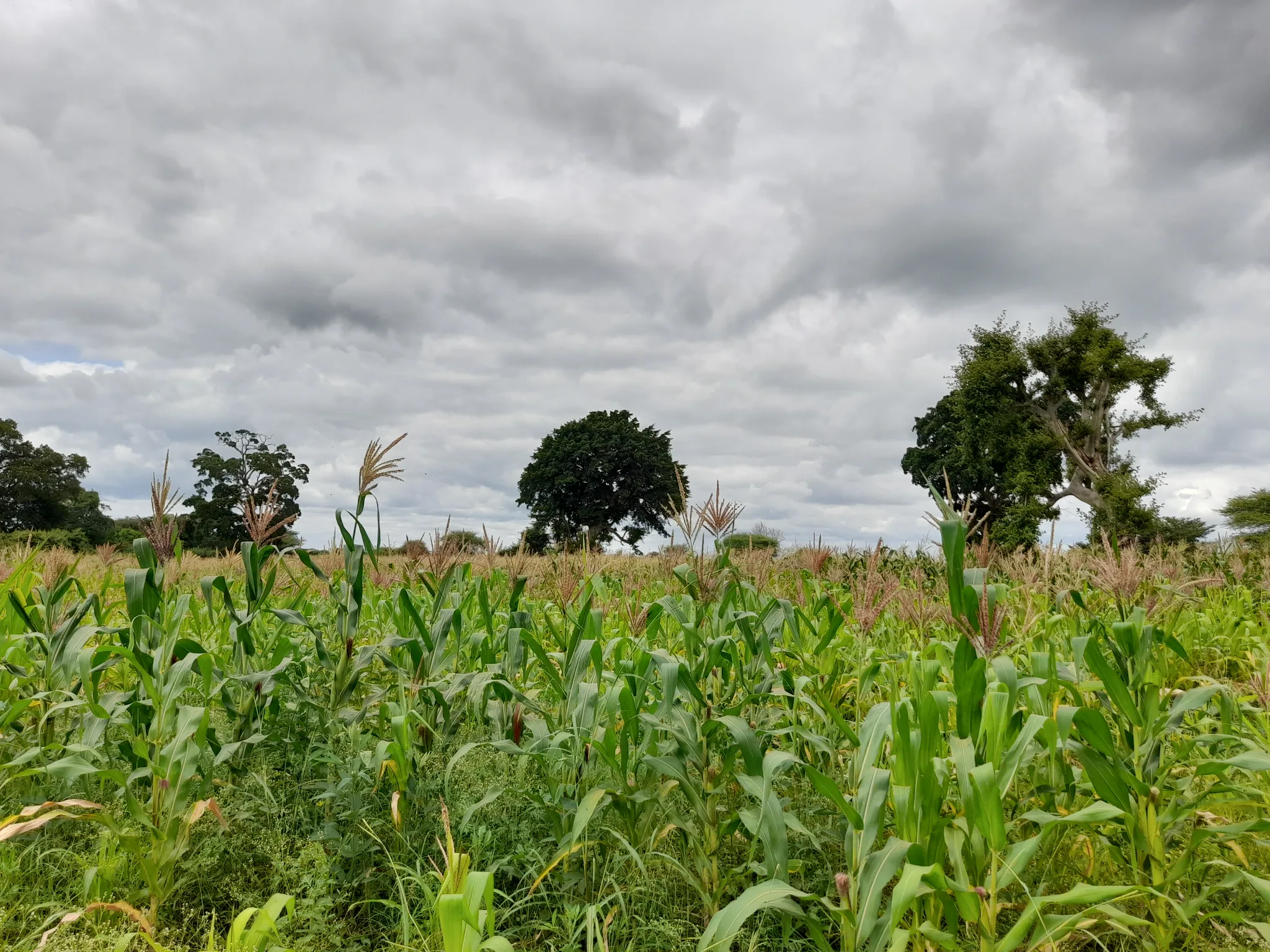 Shamba zuri la ekari 1.2 Olodenderit