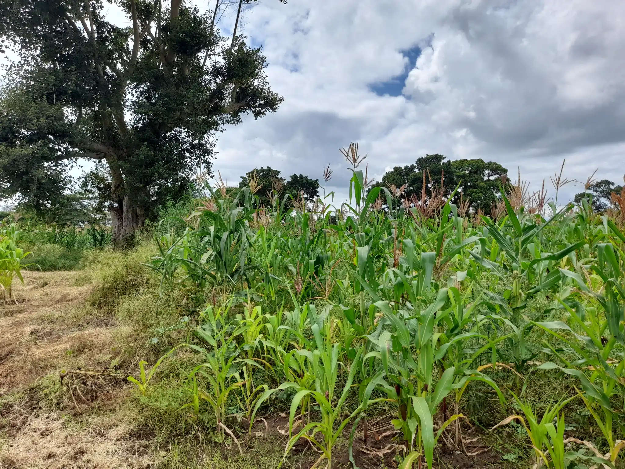 Shamba zuri la ekari 1.2 Olodenderit