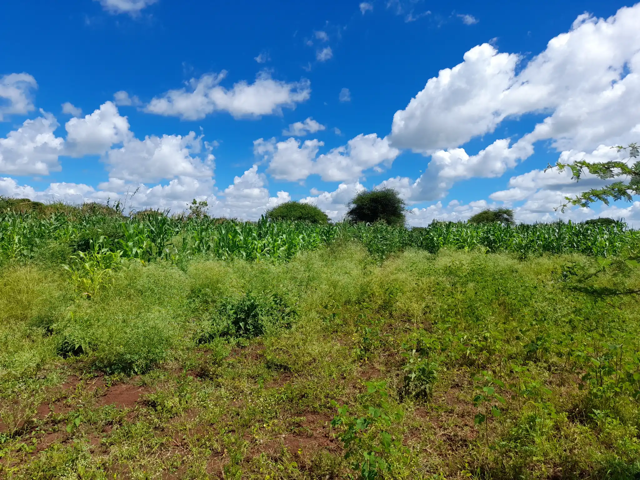 Shamba zuri la ekari 2.4 Olodenderit